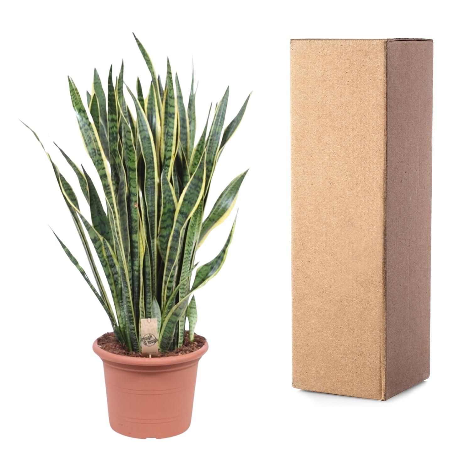 Sansevieria Laurentii Schlangenpflanze