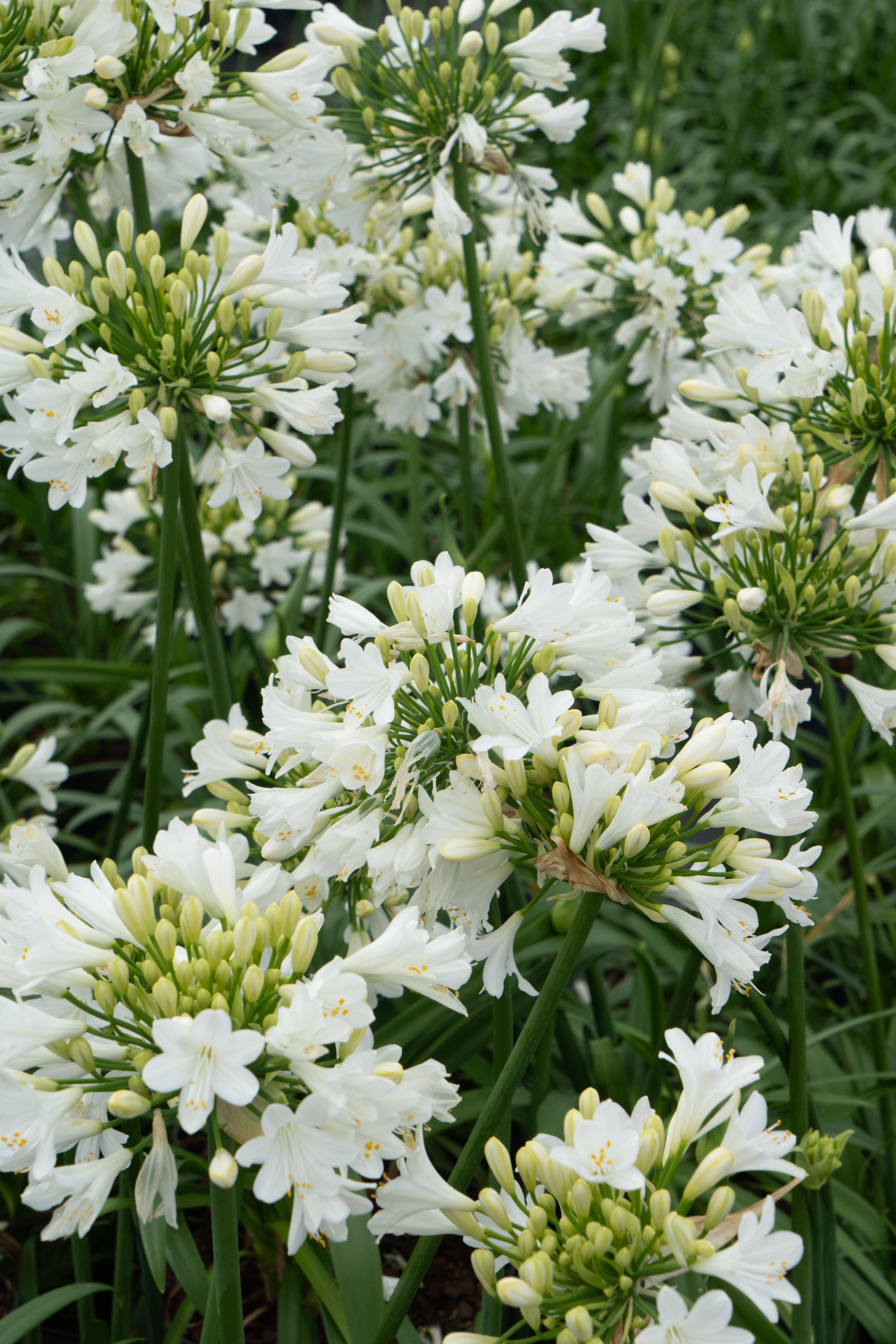 Agapanthus Ever White Pflanze
