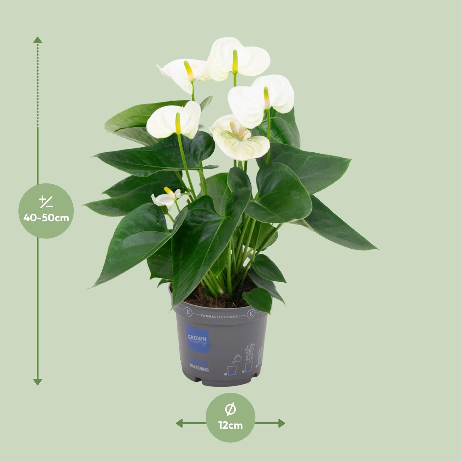 Anthurium White - Elegante Zimmerpflanze mit Herzblättern
