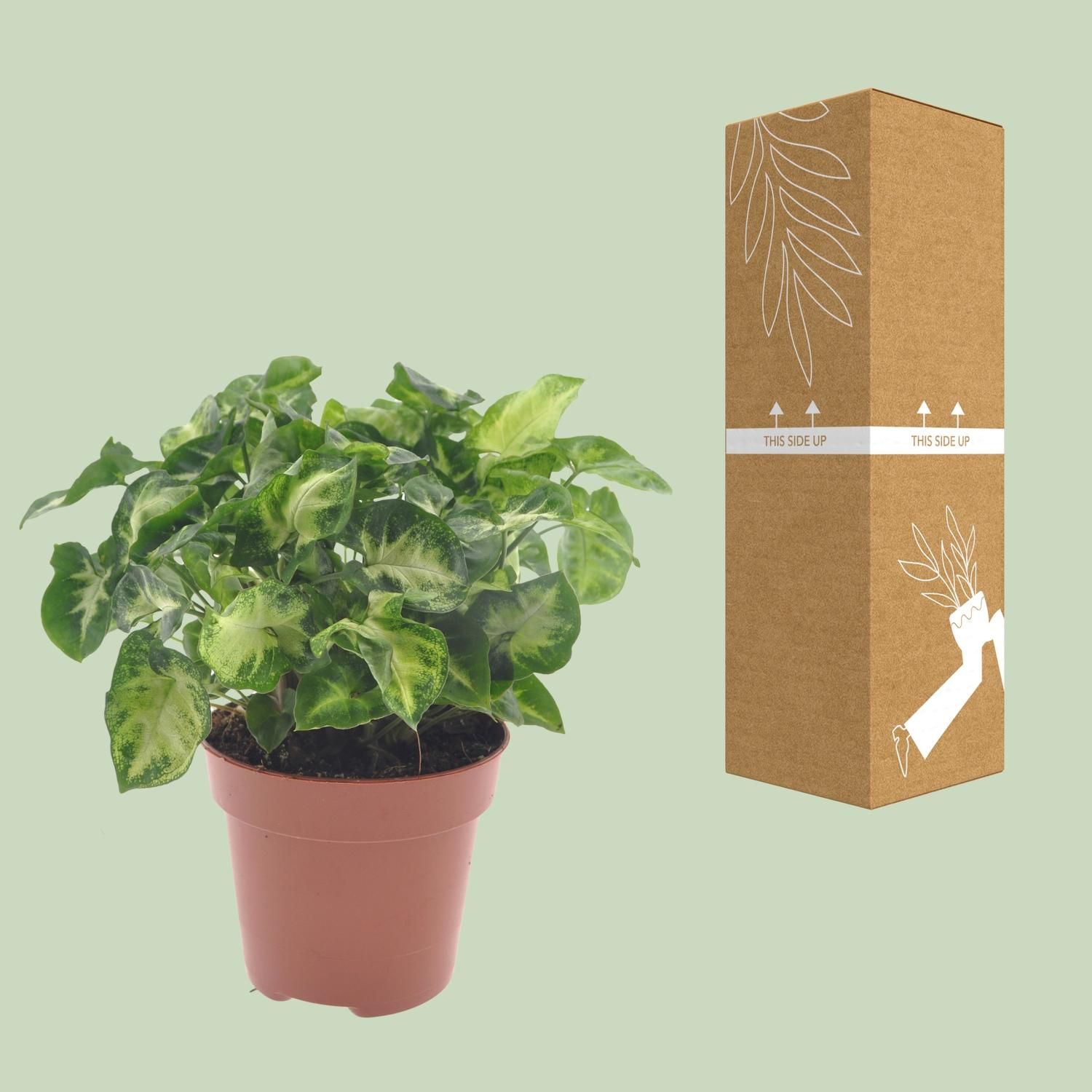 Syngonium Pixie Pfeilblättrige Zimmerpflanze