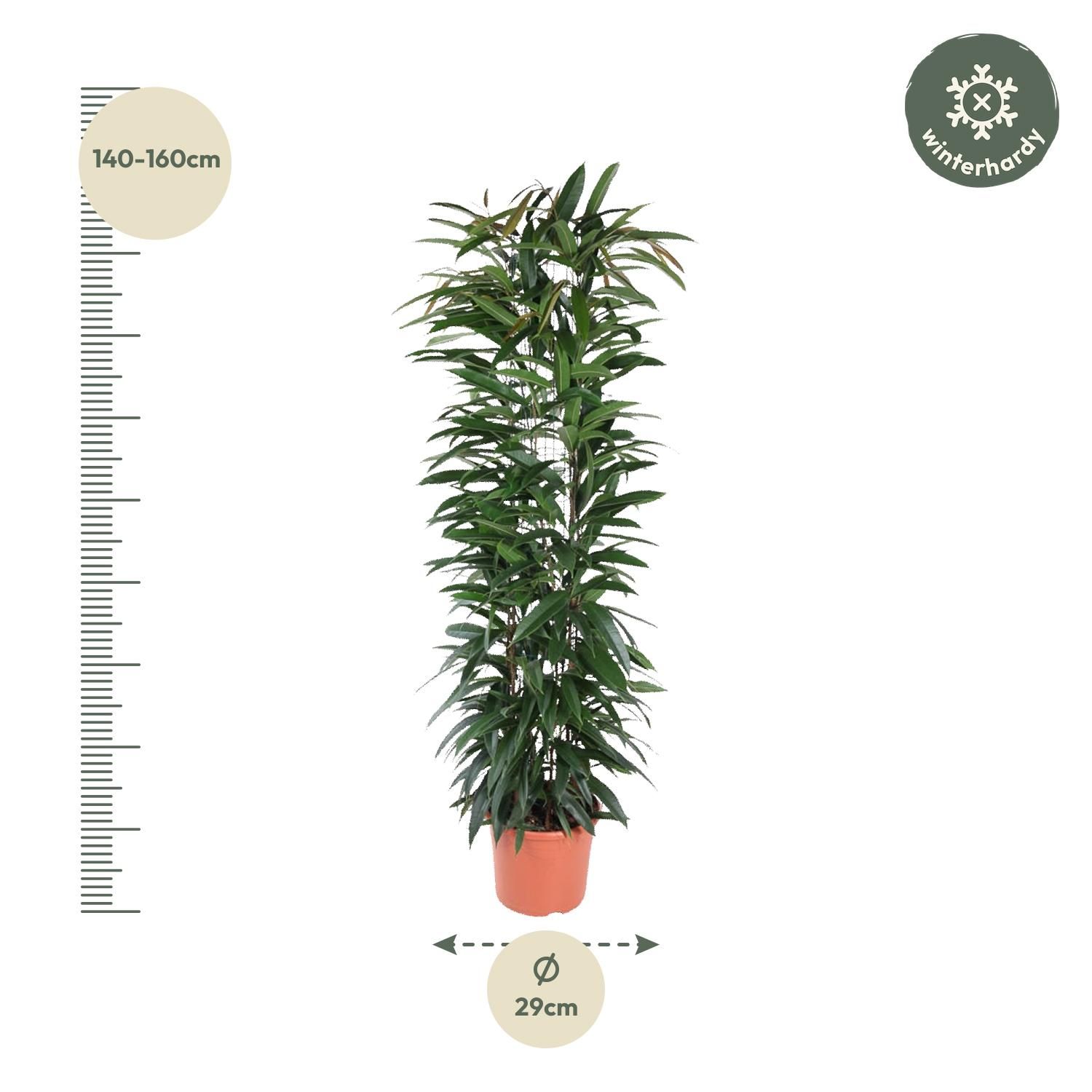 Ficus Alii King Säulenpflanze