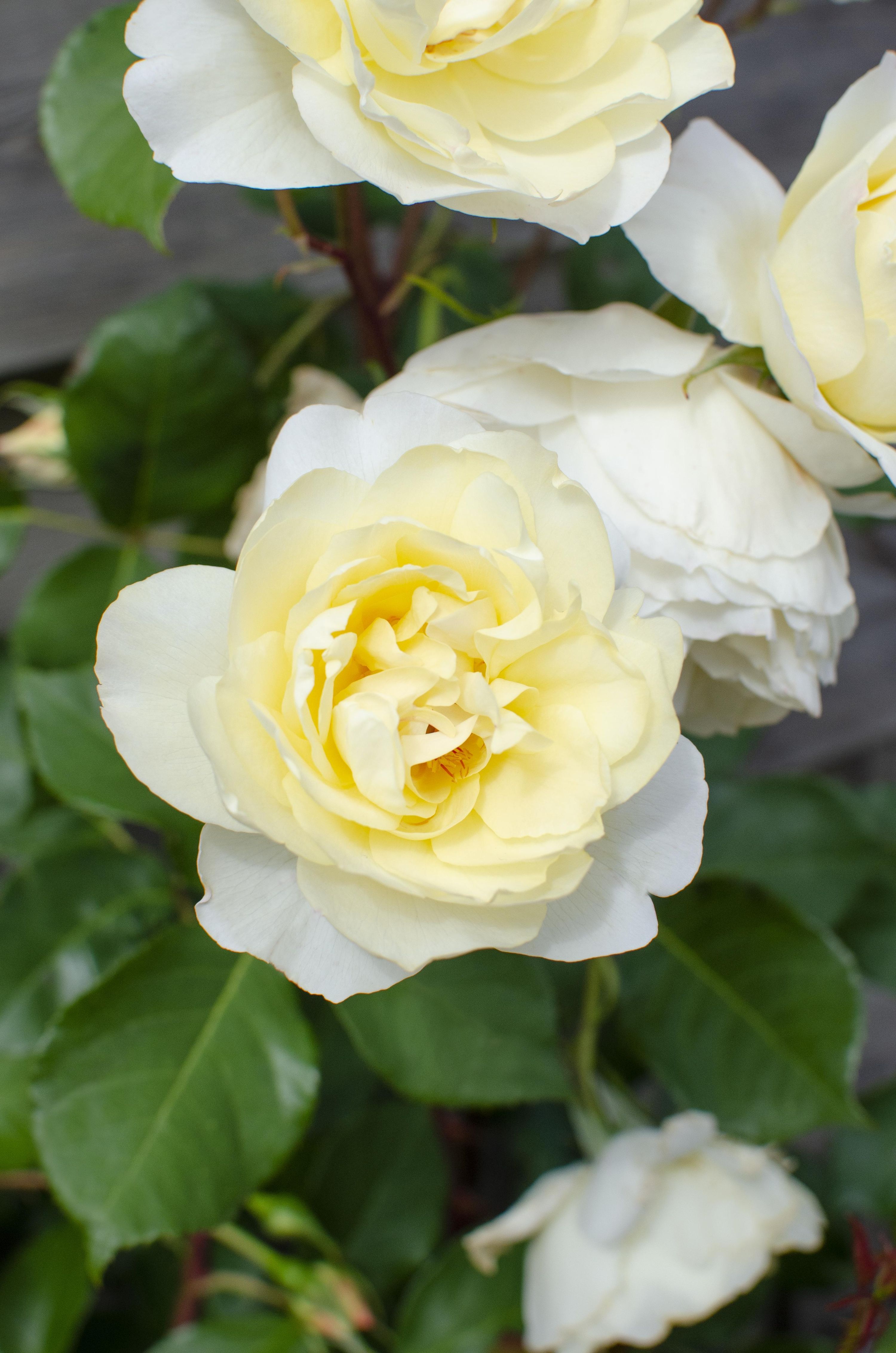 Kletterrose Vanilla cremig-weiß