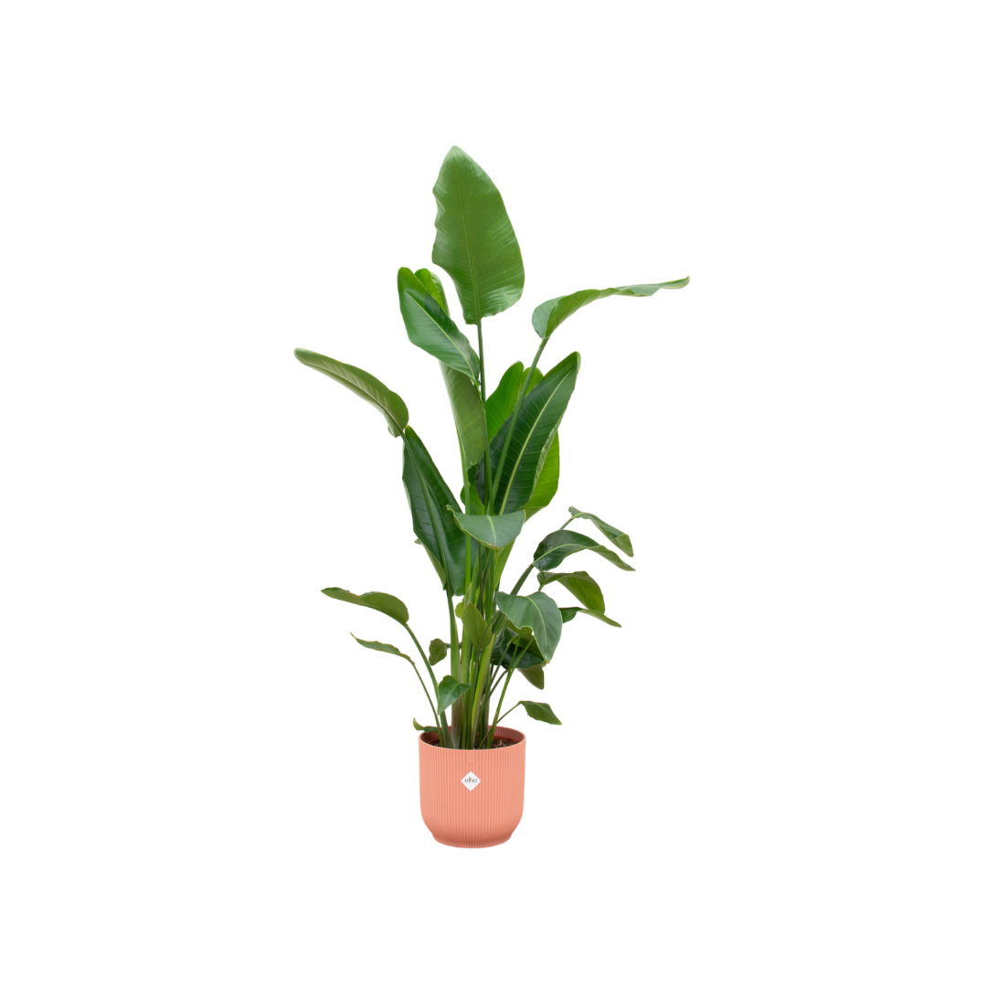 Strelitzia Nicolai – Weiße Paradiesvogel-Pflanze mit rosafarbenem Übertopf