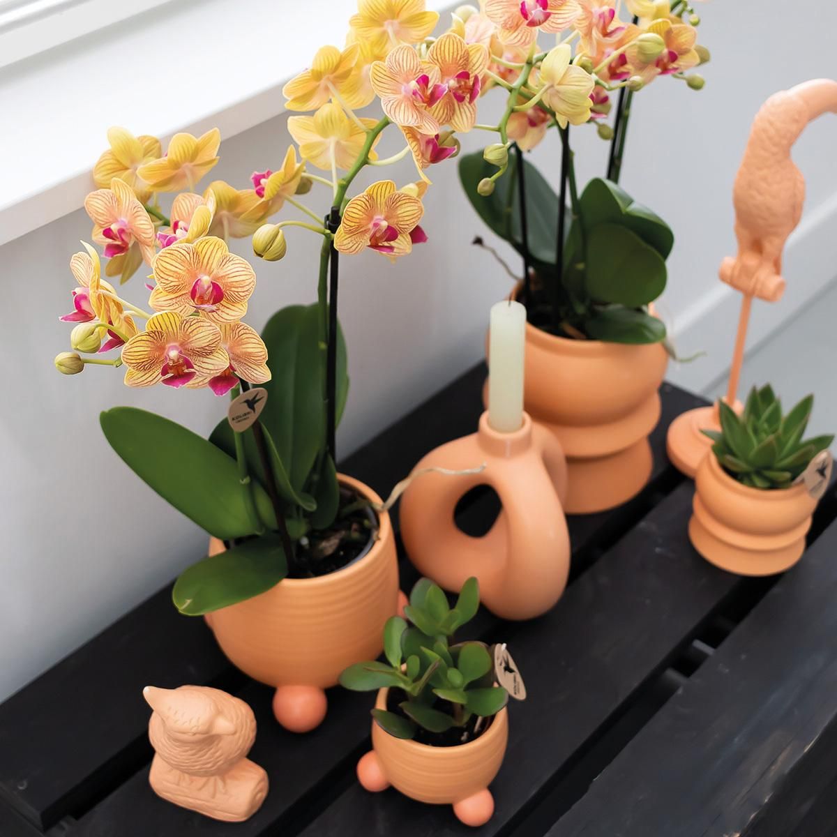 Orange Phalaenopsis Orchidee Jamaica im Pfirsich Dekotopf