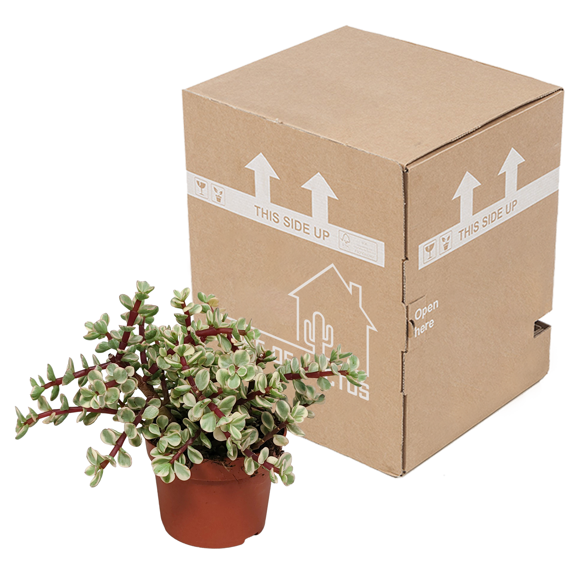 Portulacaria afra Variegata Sukkulente Pflanze