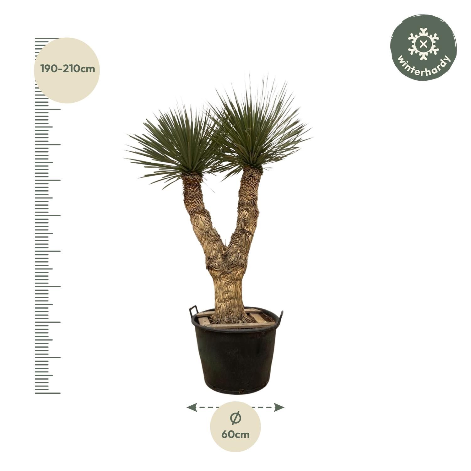 Yucca Rostrata Hydrapalme