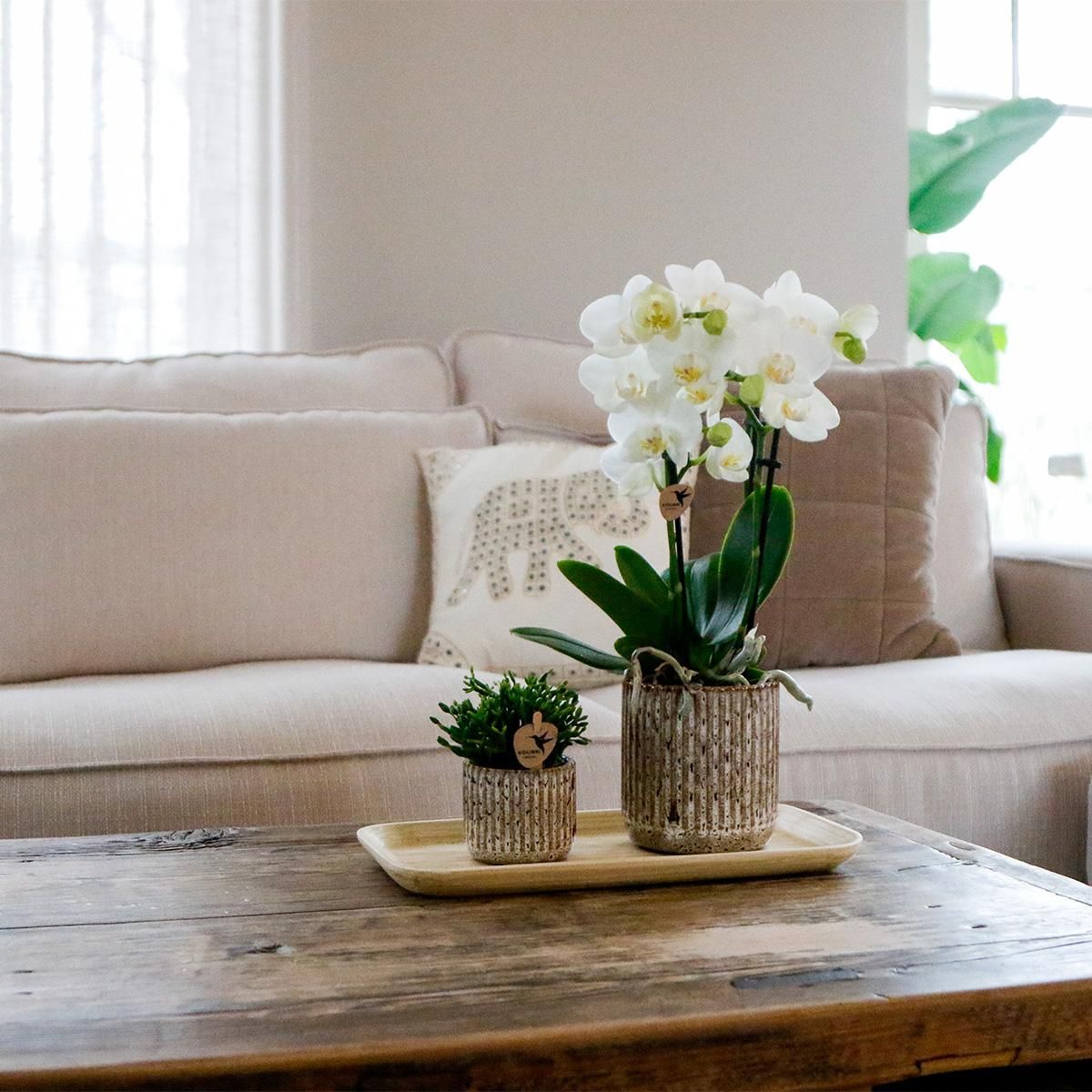 Phalaenopsis Orchideen Set mit Sukkulente und Bambustablett