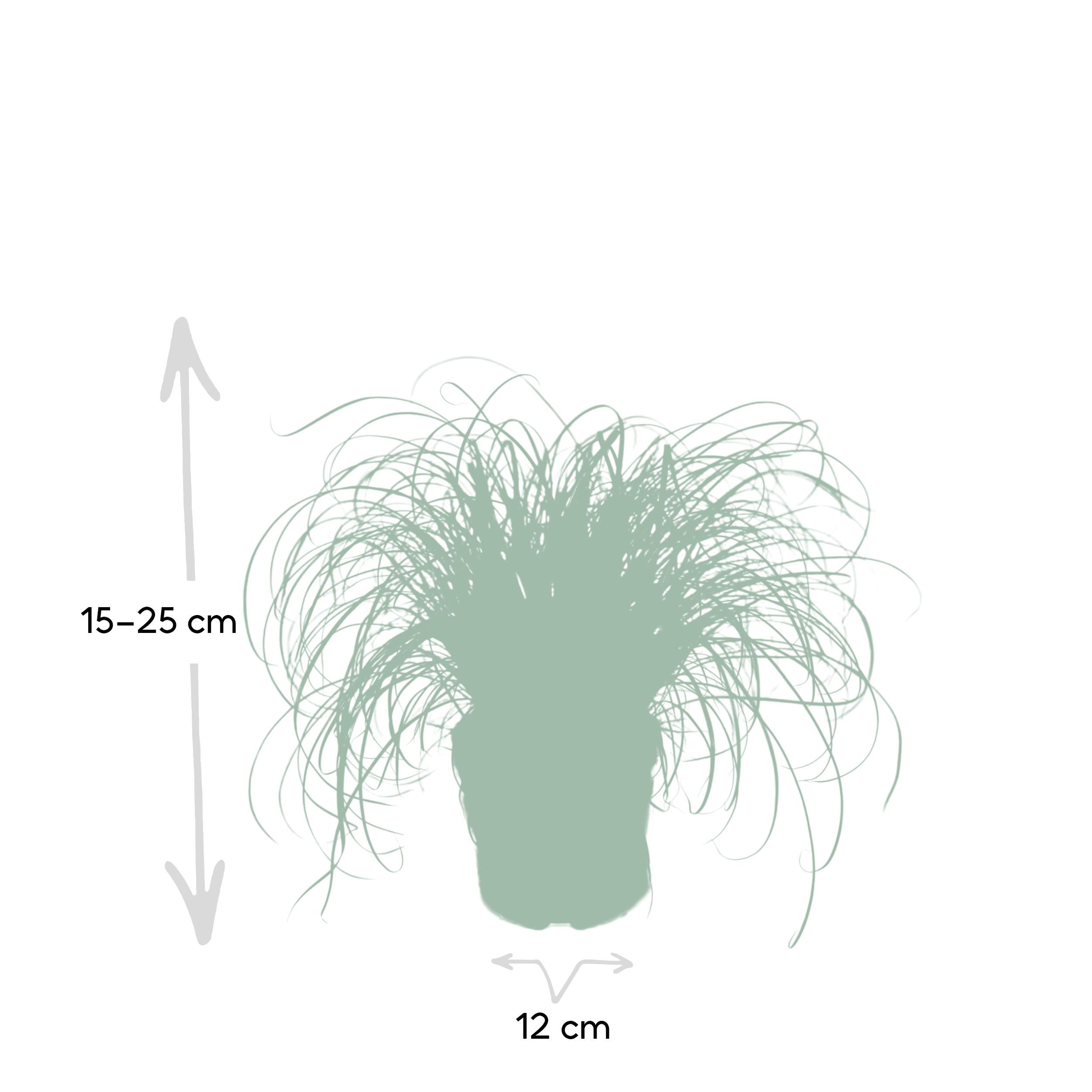 Cyperus Alternifolius Katzengras Zimmerpflanze
