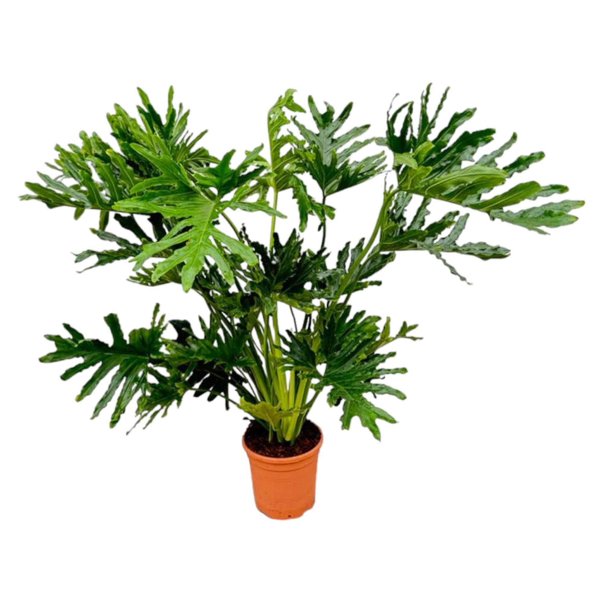 Philodendron Selloum Zimmerpflanze mit tropischem Flair