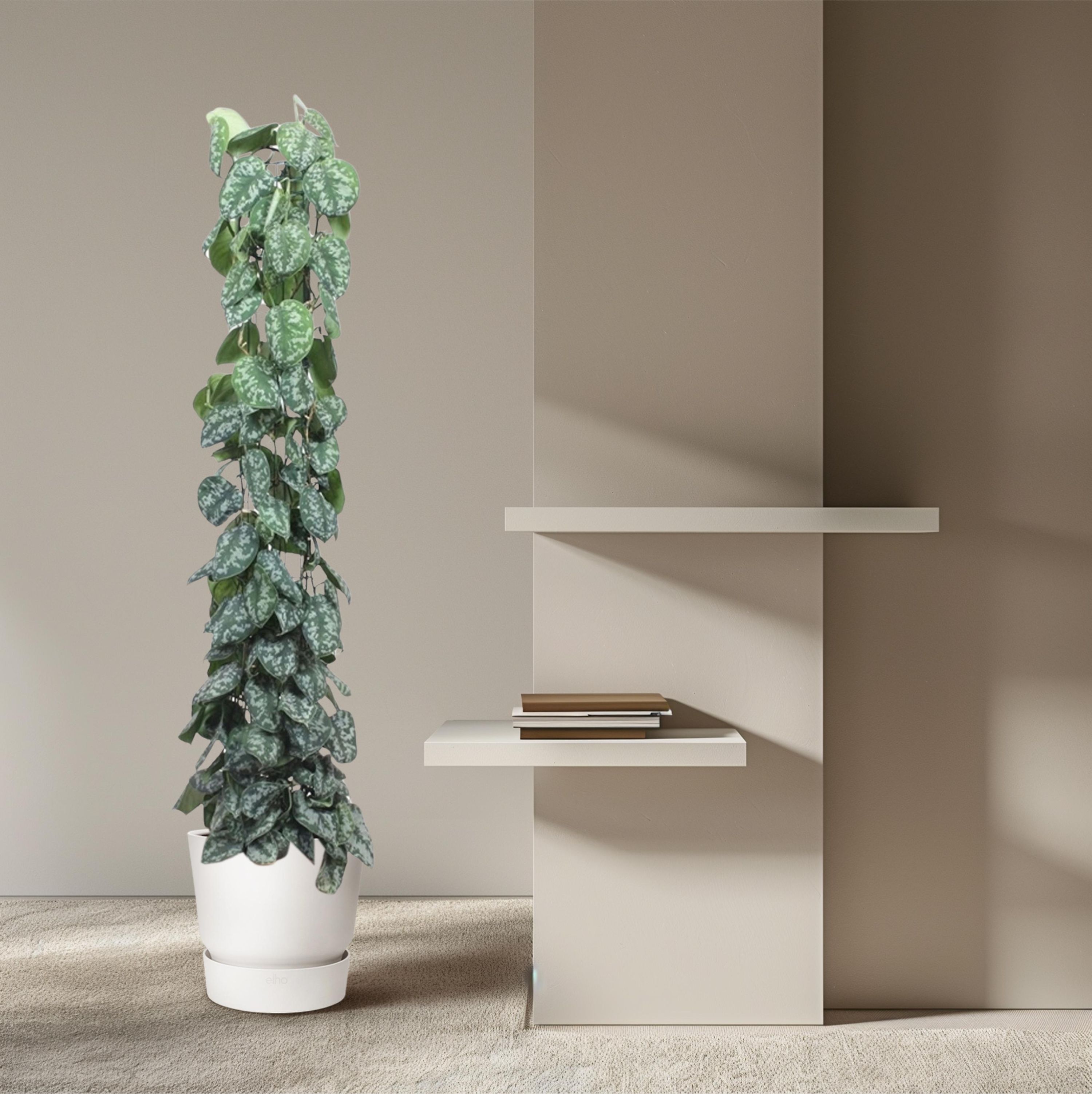 Scindapsus Pictus Trebie Kletterpflanze