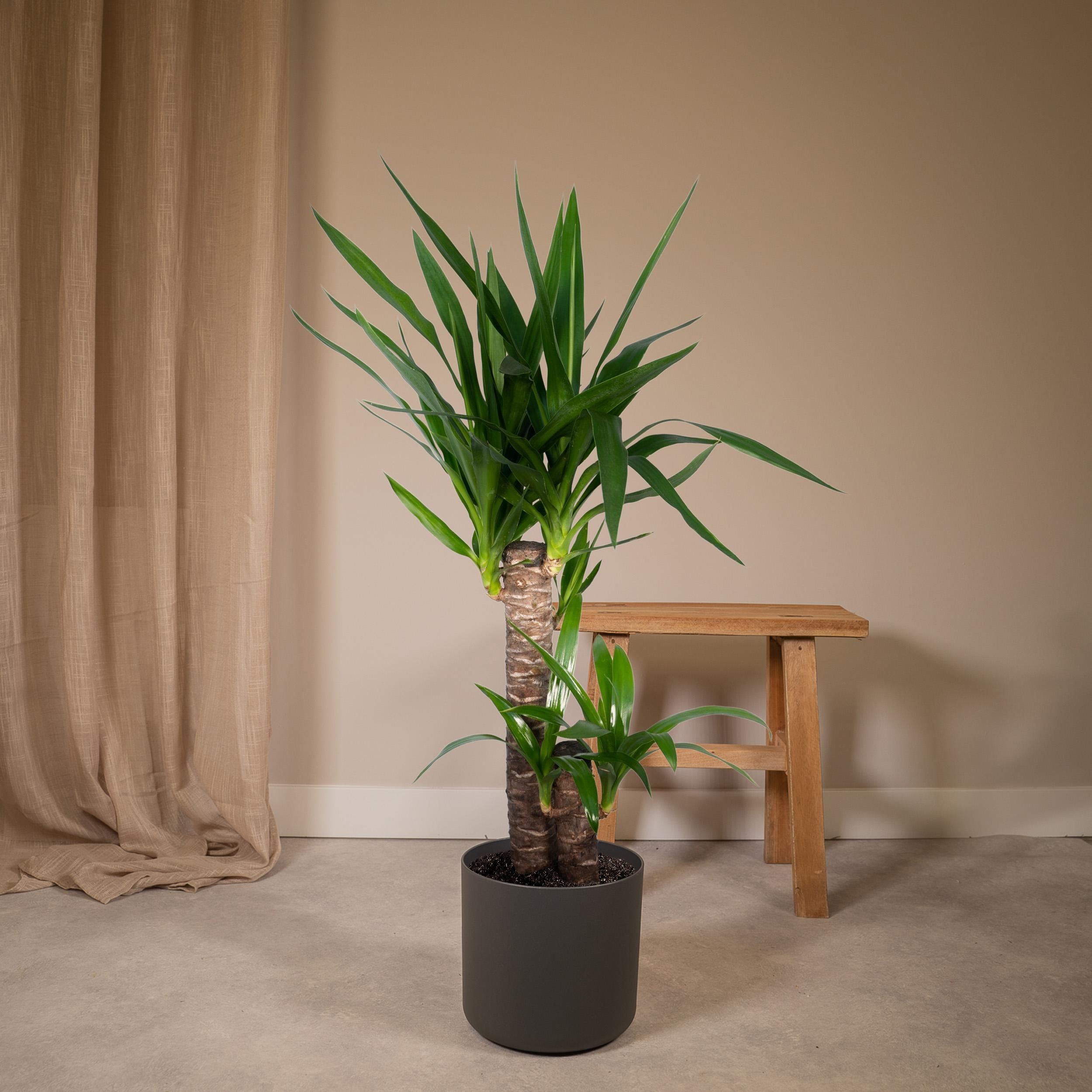 Yucca Elephantipes Zimmerpflanze