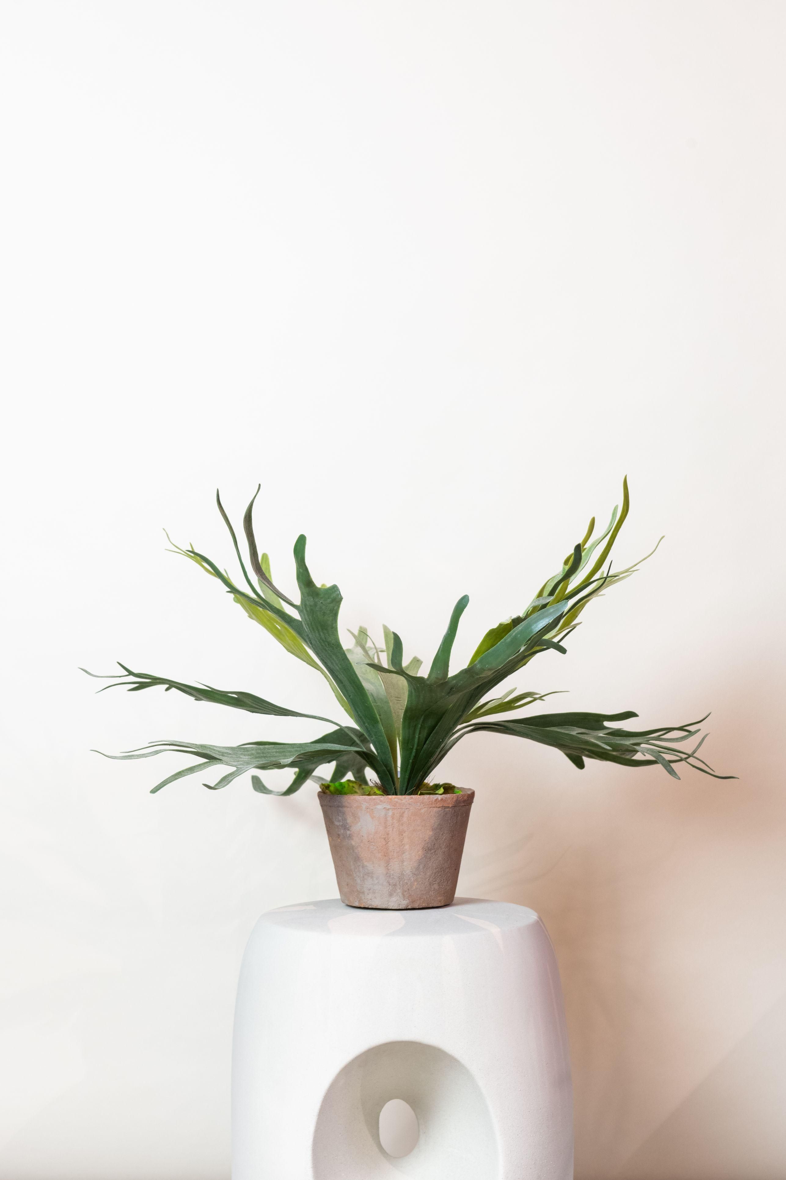 Kunstpflanze Staghorn Farn Geweihfarn