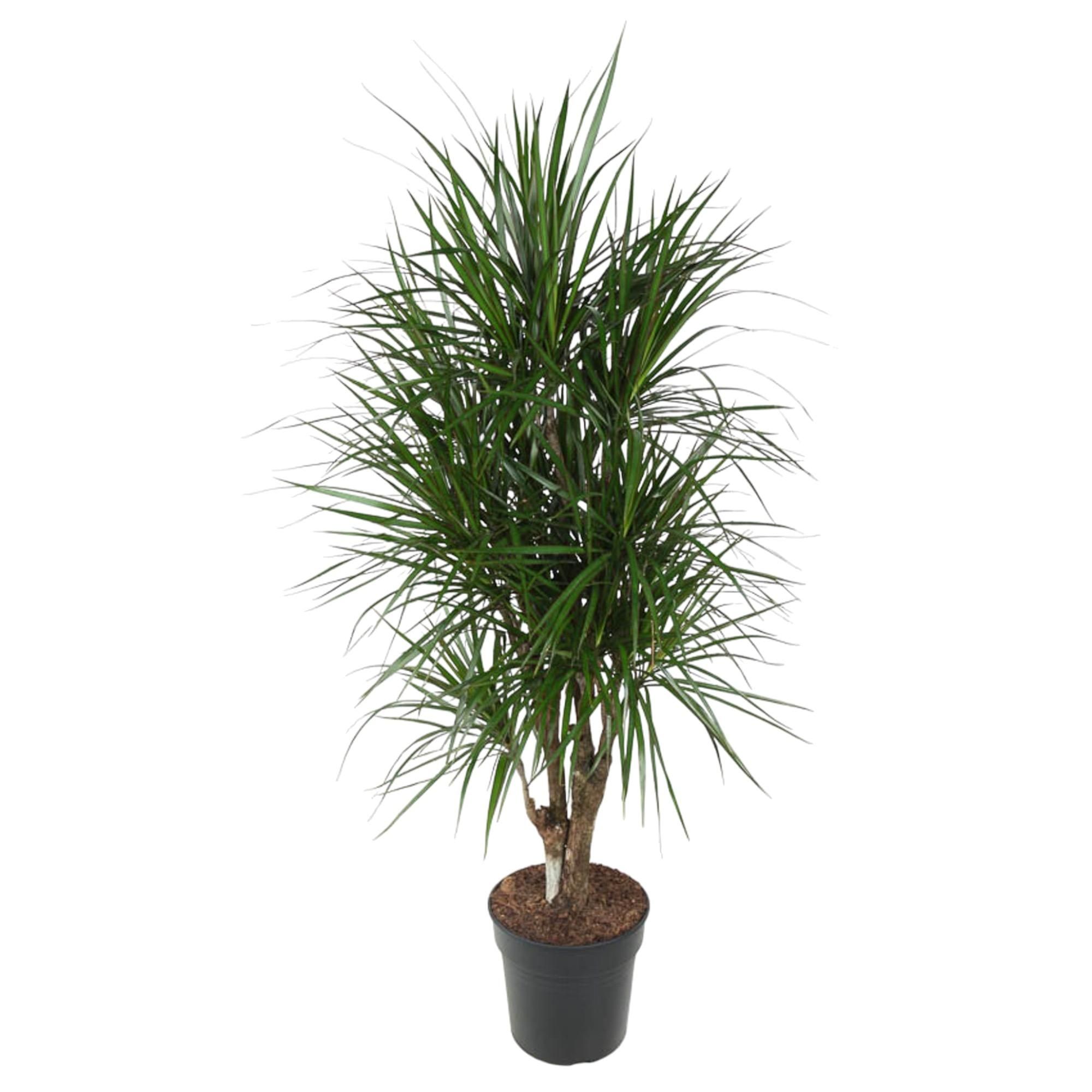 Dracaena Marginata elegante Zimmerpflanze