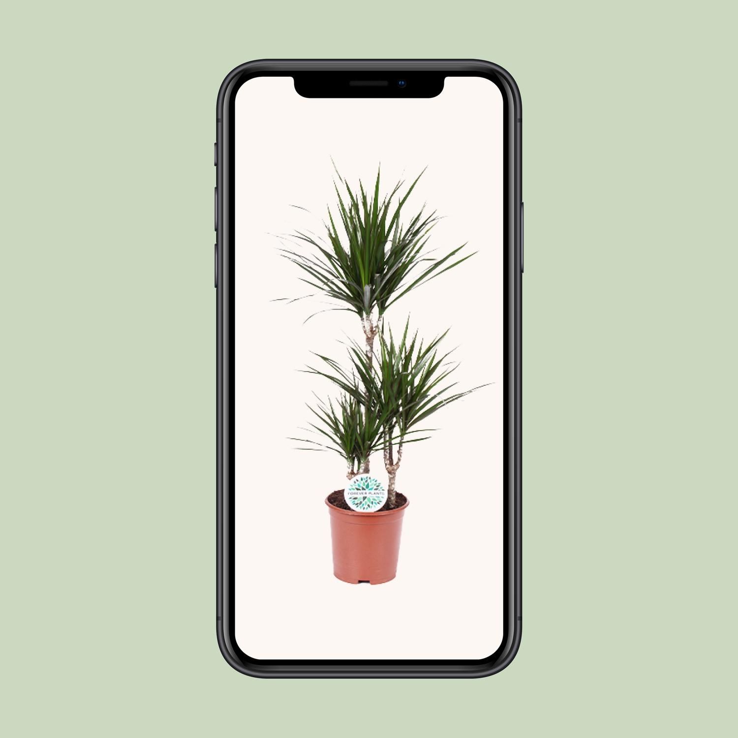 Dracaena Marginata Drachenbaum