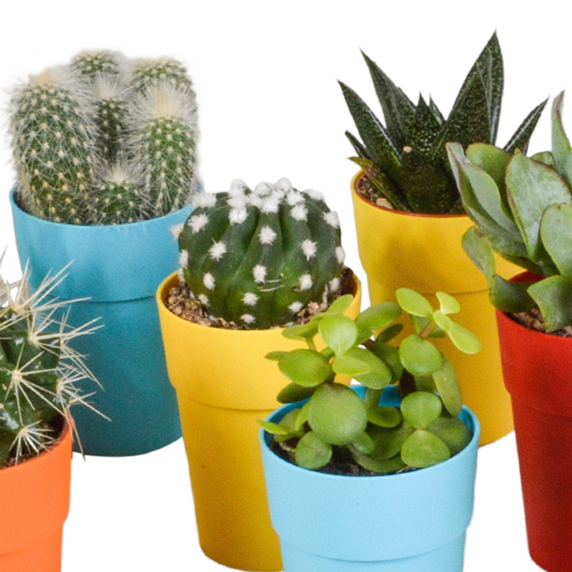 Bunte Cactus und Sukkulenten Mischung