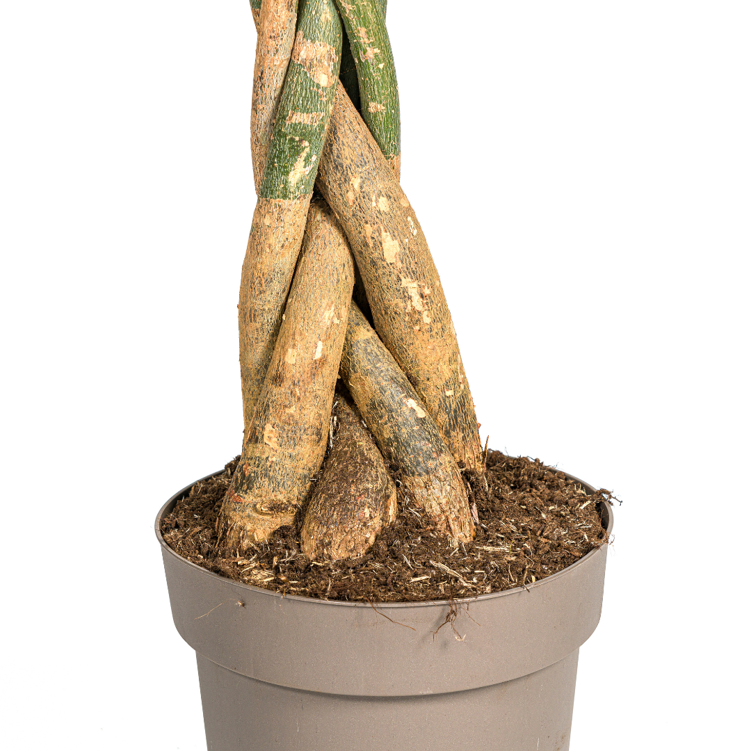 Pachira Aquatica Ø30cm – Höhe 160-180cm | Topfgröße | Pflegeleicht