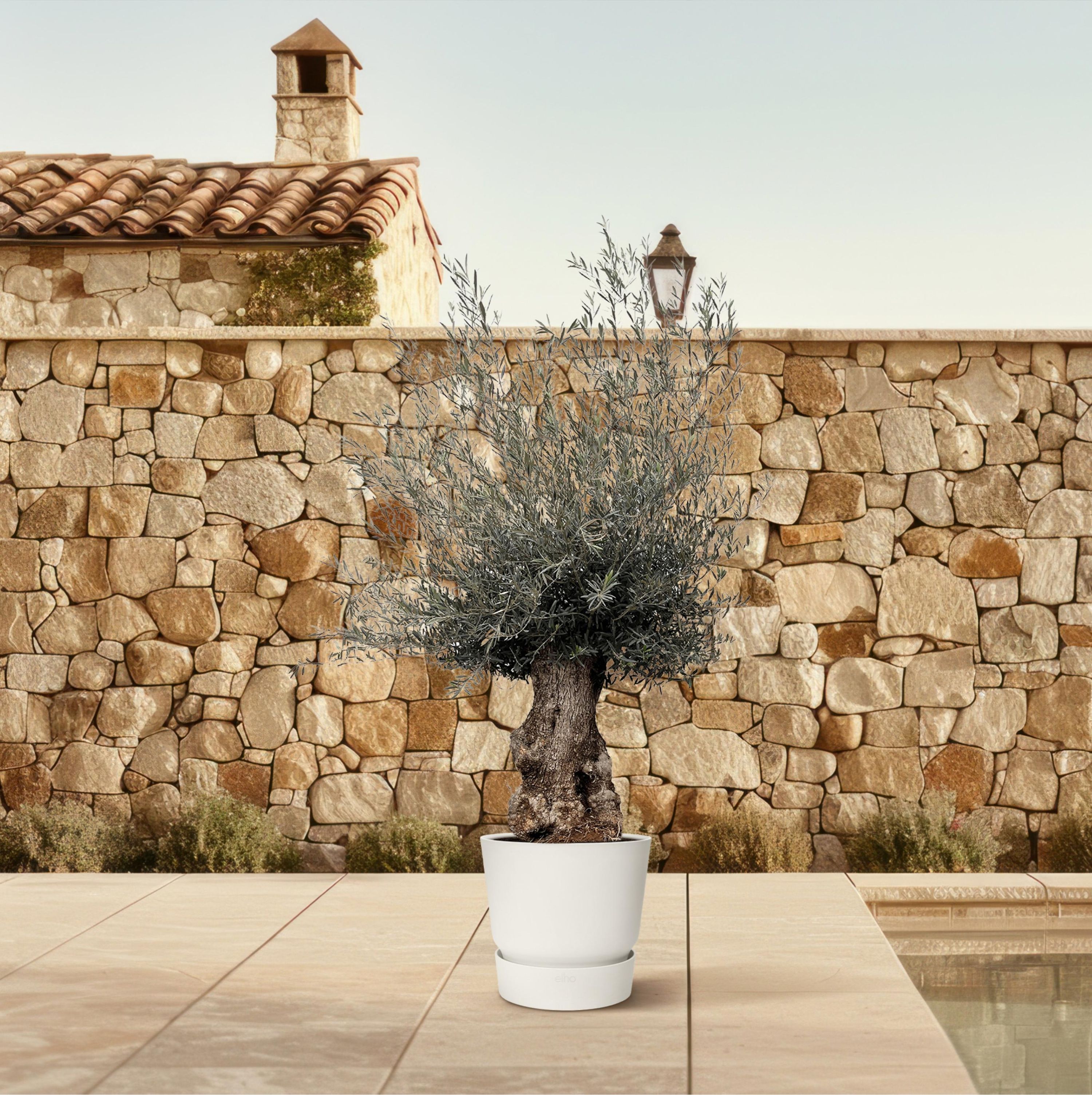 Oleander Bonsai Olea Europaea