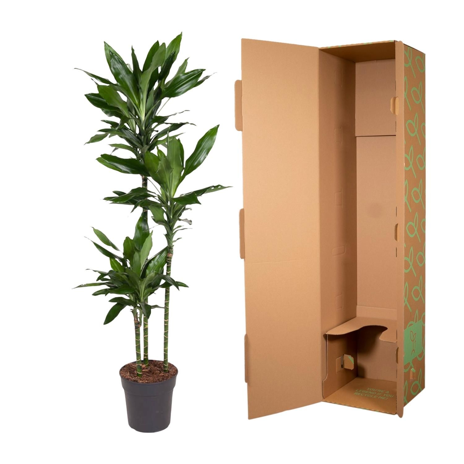 Dracaena Janet Lind Zimmerpflanze