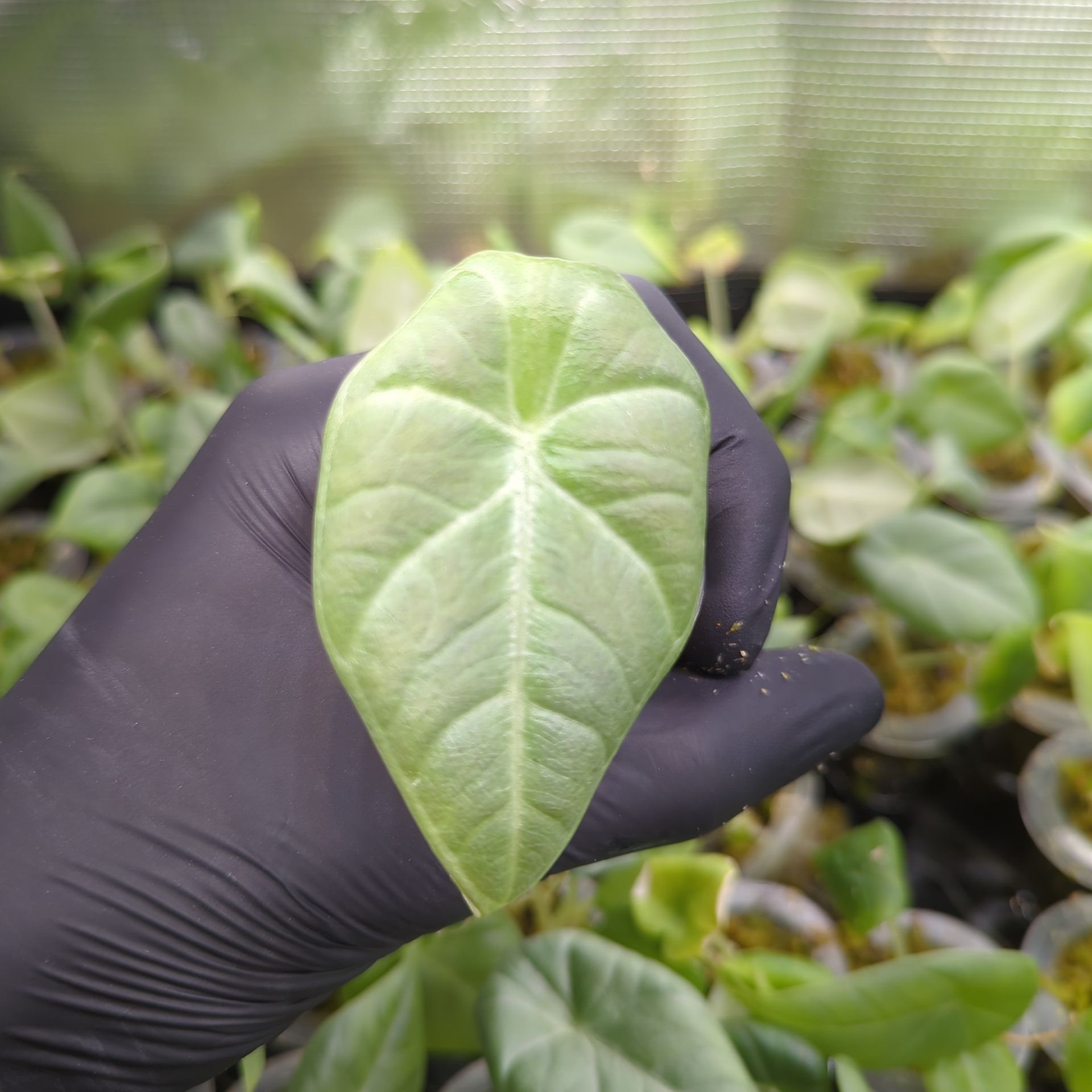 Alocasia maharani + selbstbewässernder Übertopf