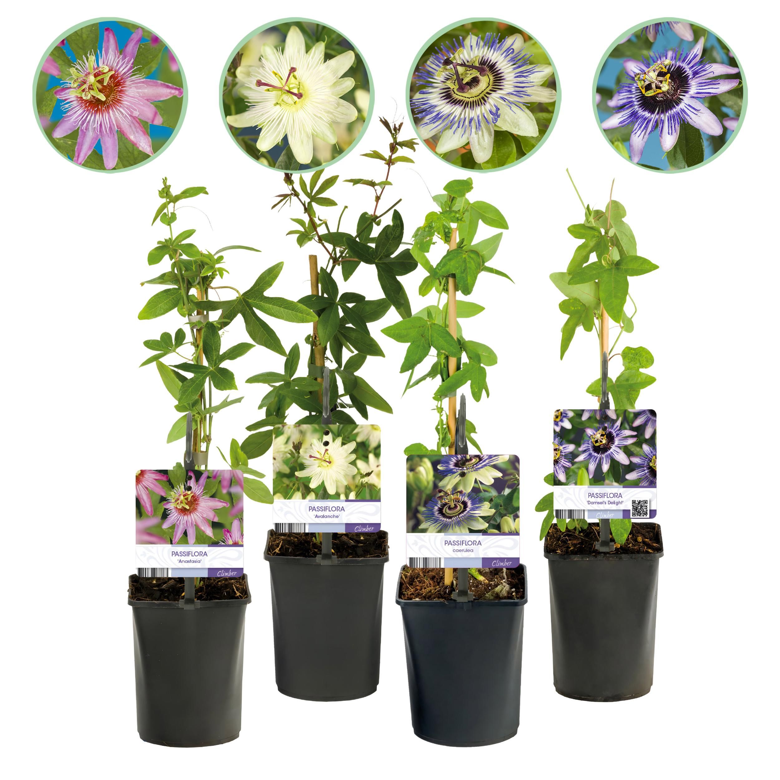 Passionsblume Rainbow - Rosa Weiß Lila Grün Blüten | Wenig Pflege