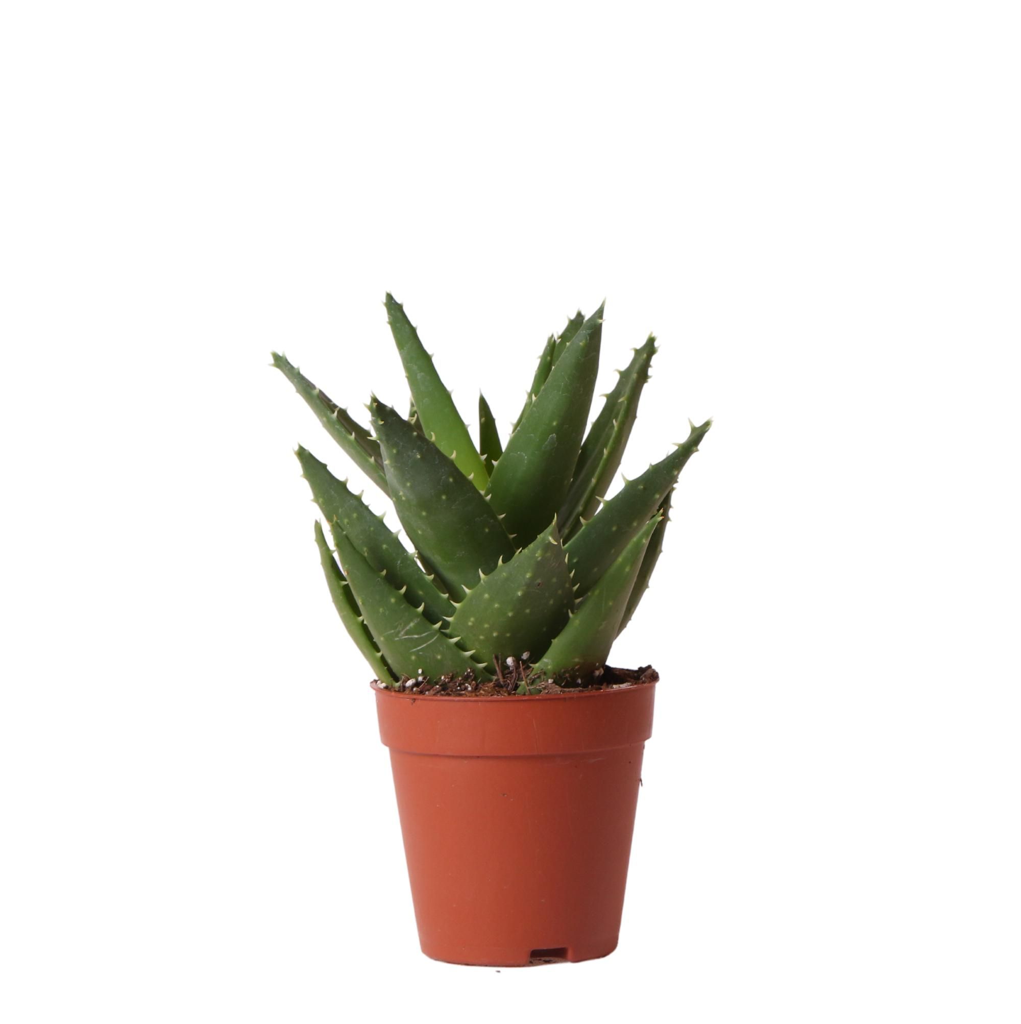 Elegante Aloe Brevifolia Sukkulente Zimmerpflanze