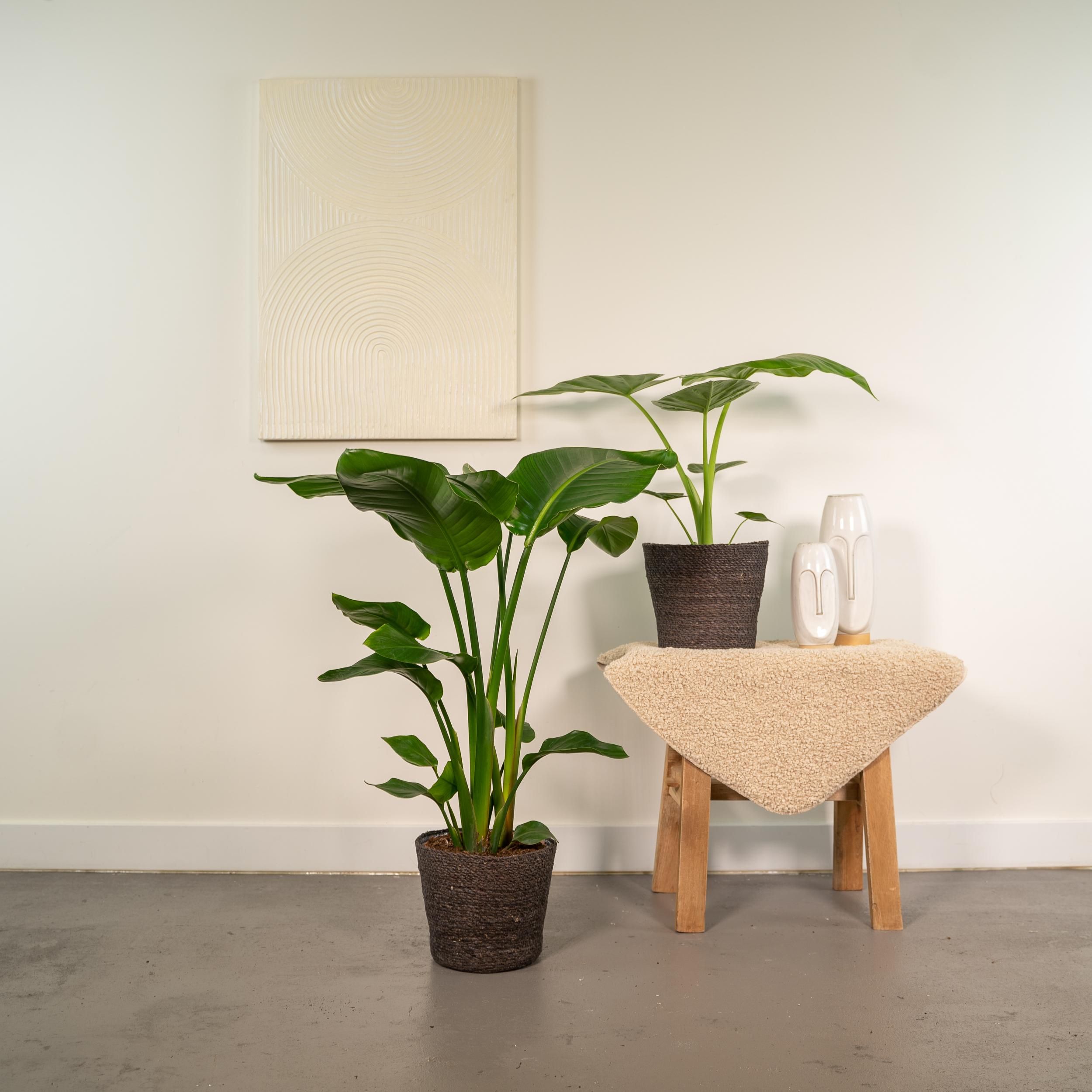 Strelitzia Nicolai Zimmerpflanze