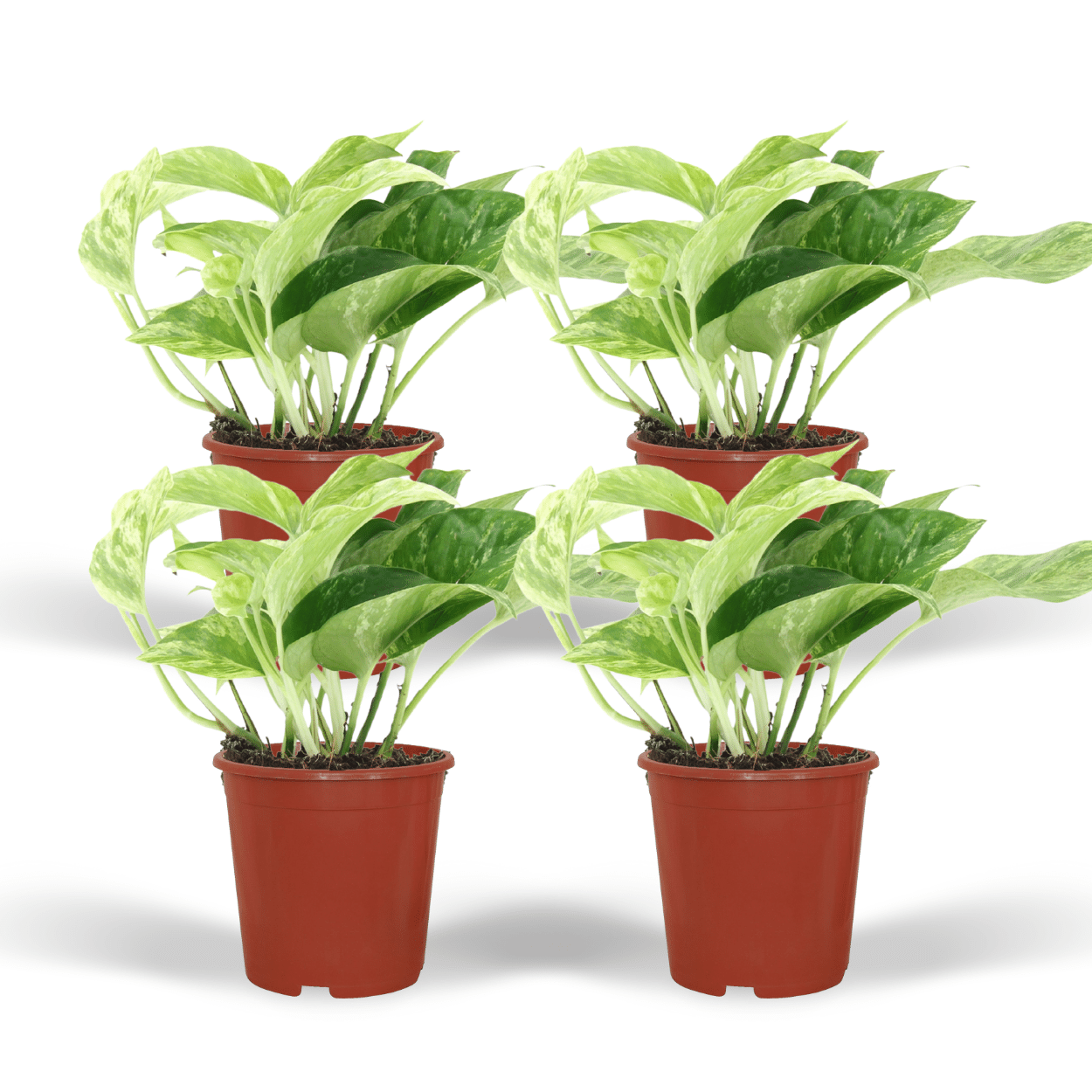 Epipremnum Marble Queen Zimmerpflanze