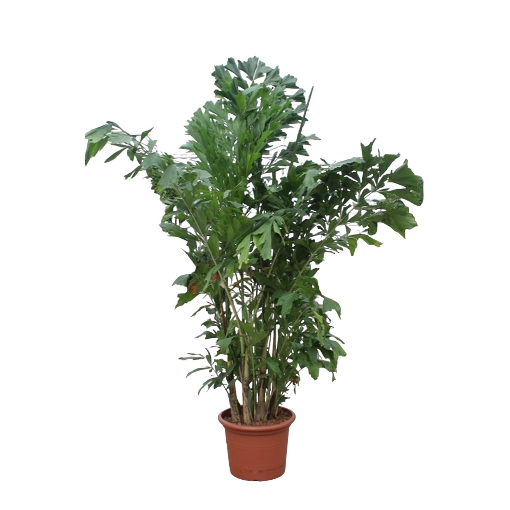 Caryota Mitis Palme