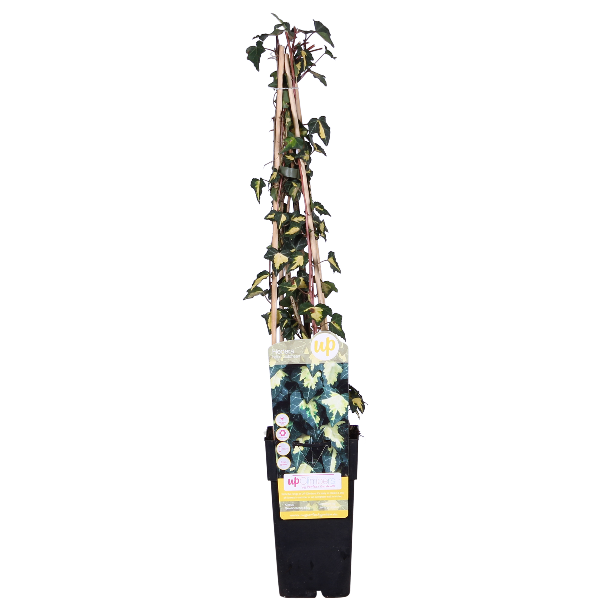 Efeu Hedera Goldheart Kletterpflanze