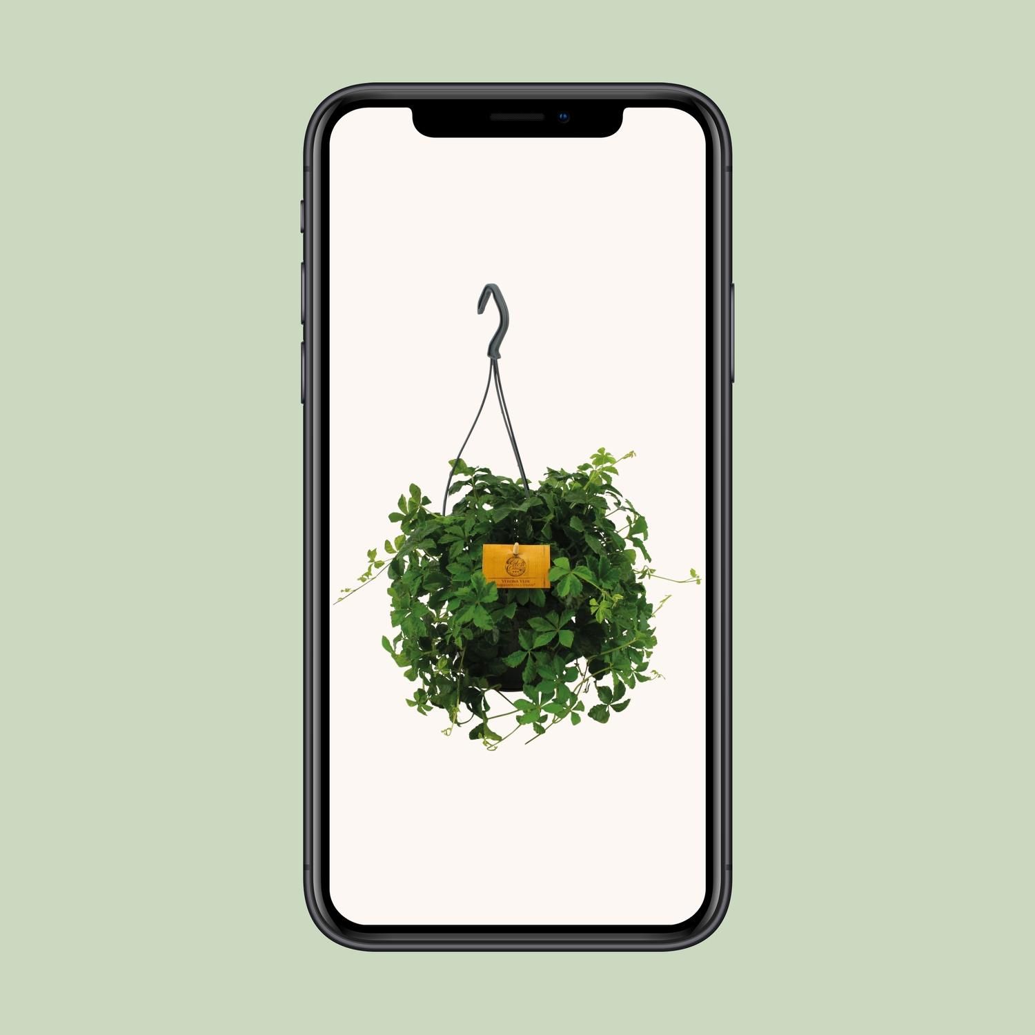 Parthenocissus Striata Efeu Kletterpflanze