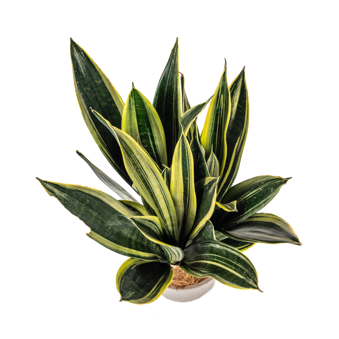 Sansevieria Trifasciata Canary – Schlangenpflanze – pflegeleicht