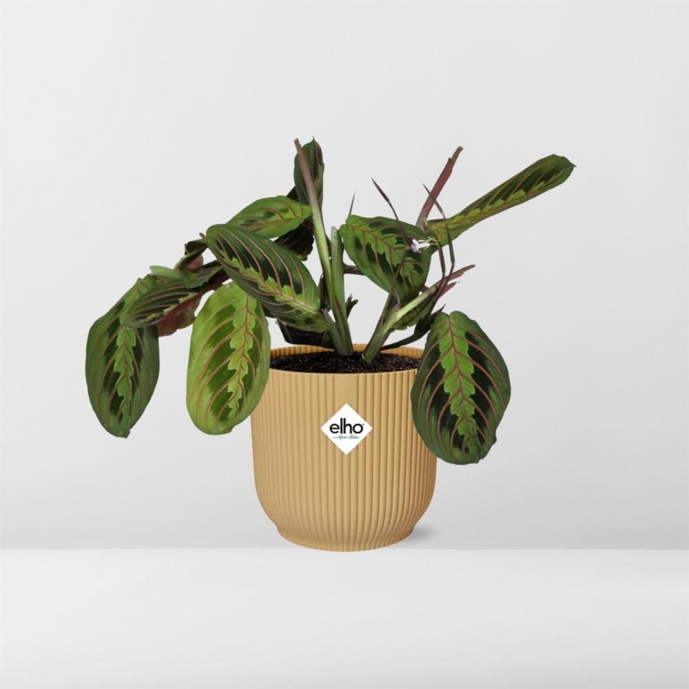 Maranta Leuconeura Faszinierende Gebetspflanze