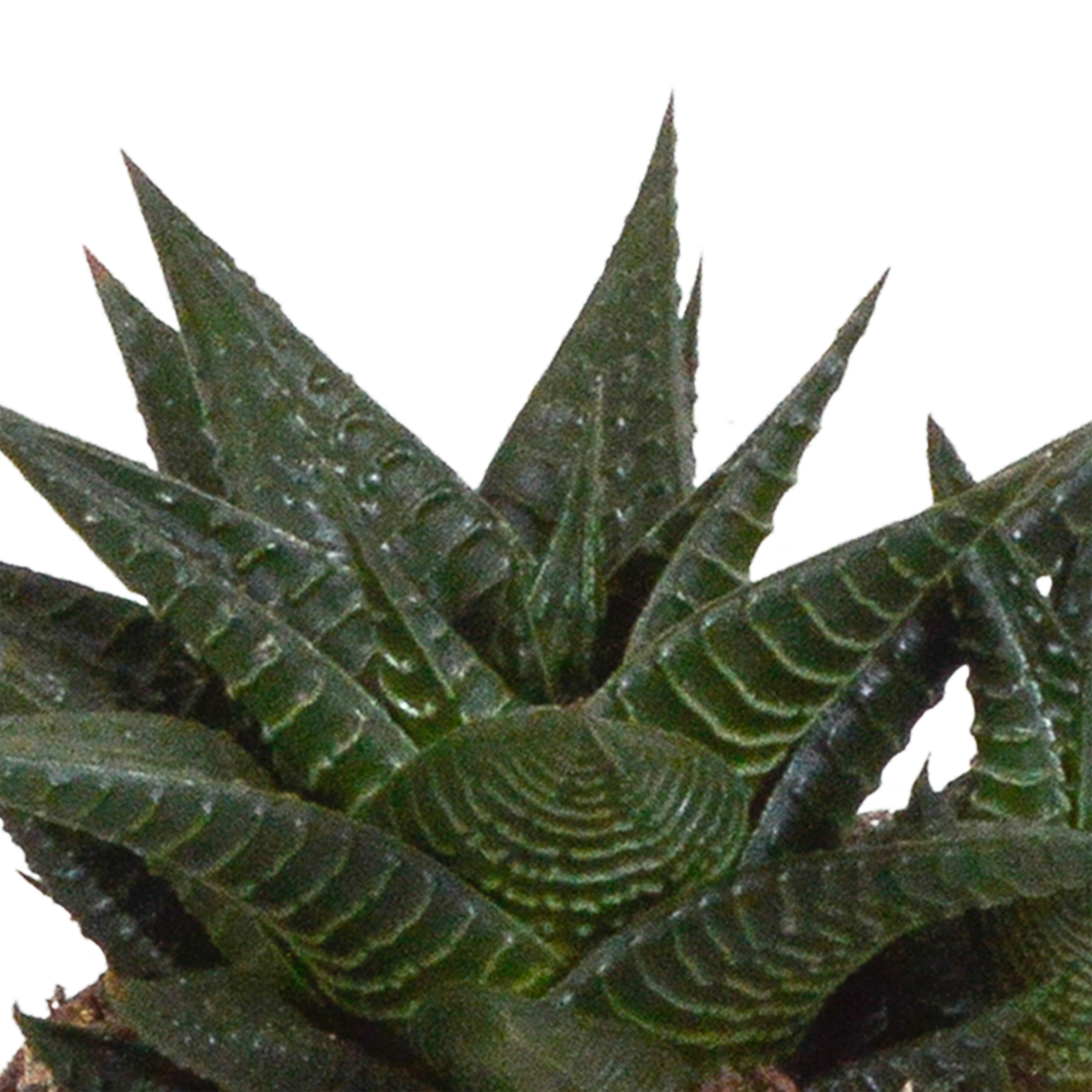 Gasteria und Haworthia Mix in weißem Topf
