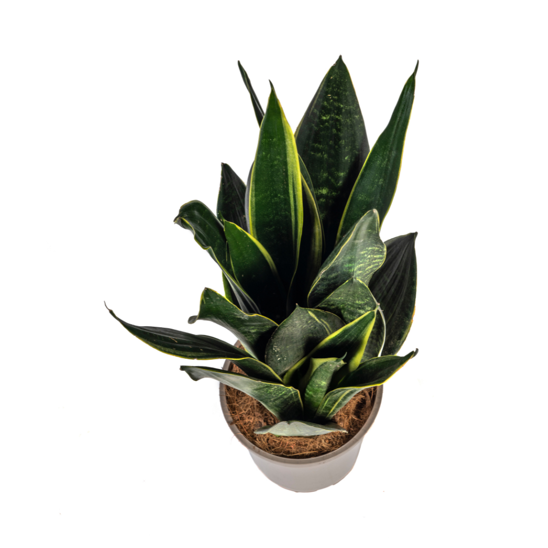 Sansevieria Futura Black - Ø17cm Topf - 45-55cm Höhe