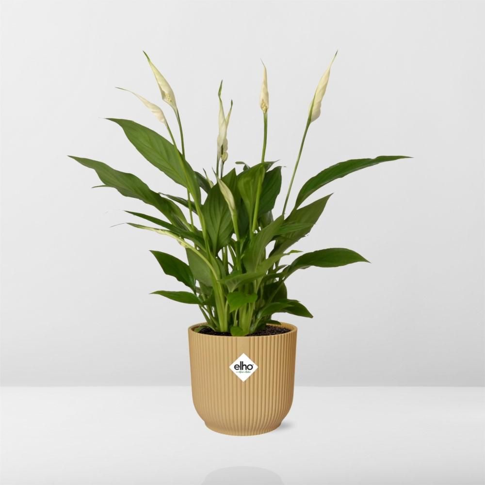 Friedenslilie Spathiphyllum Torelli in gelbem ELHO Vibes Fold Übertopf