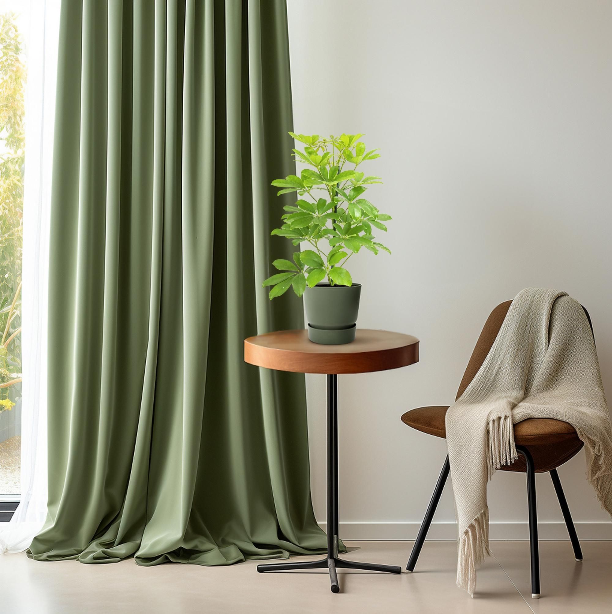 Schefflera Zimmerpflanze mit eleganten Blättern