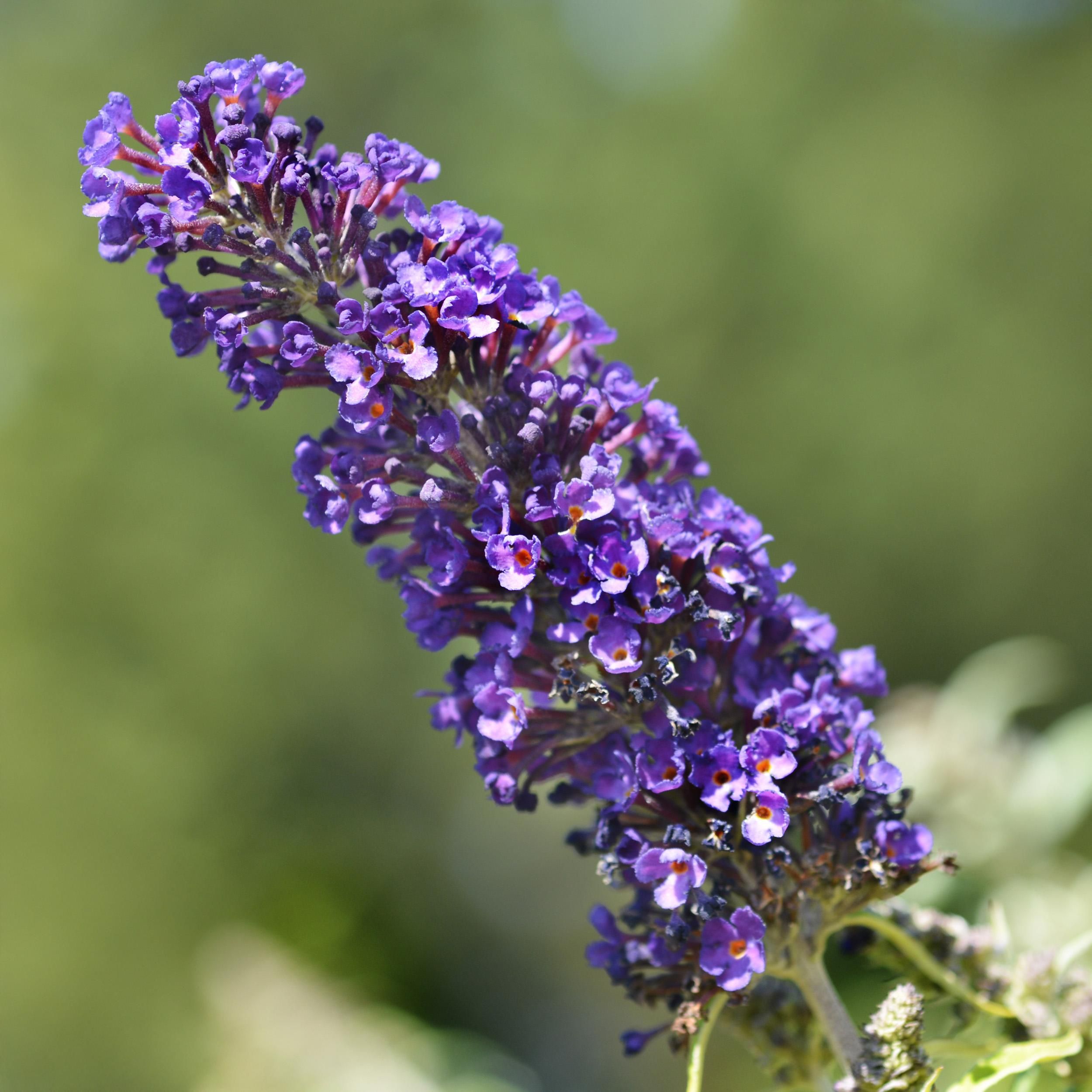 Schmetterlingsstrauch Buddleja – Lila Blüte – 1 Pflanze – Schmetterlingsanziehend