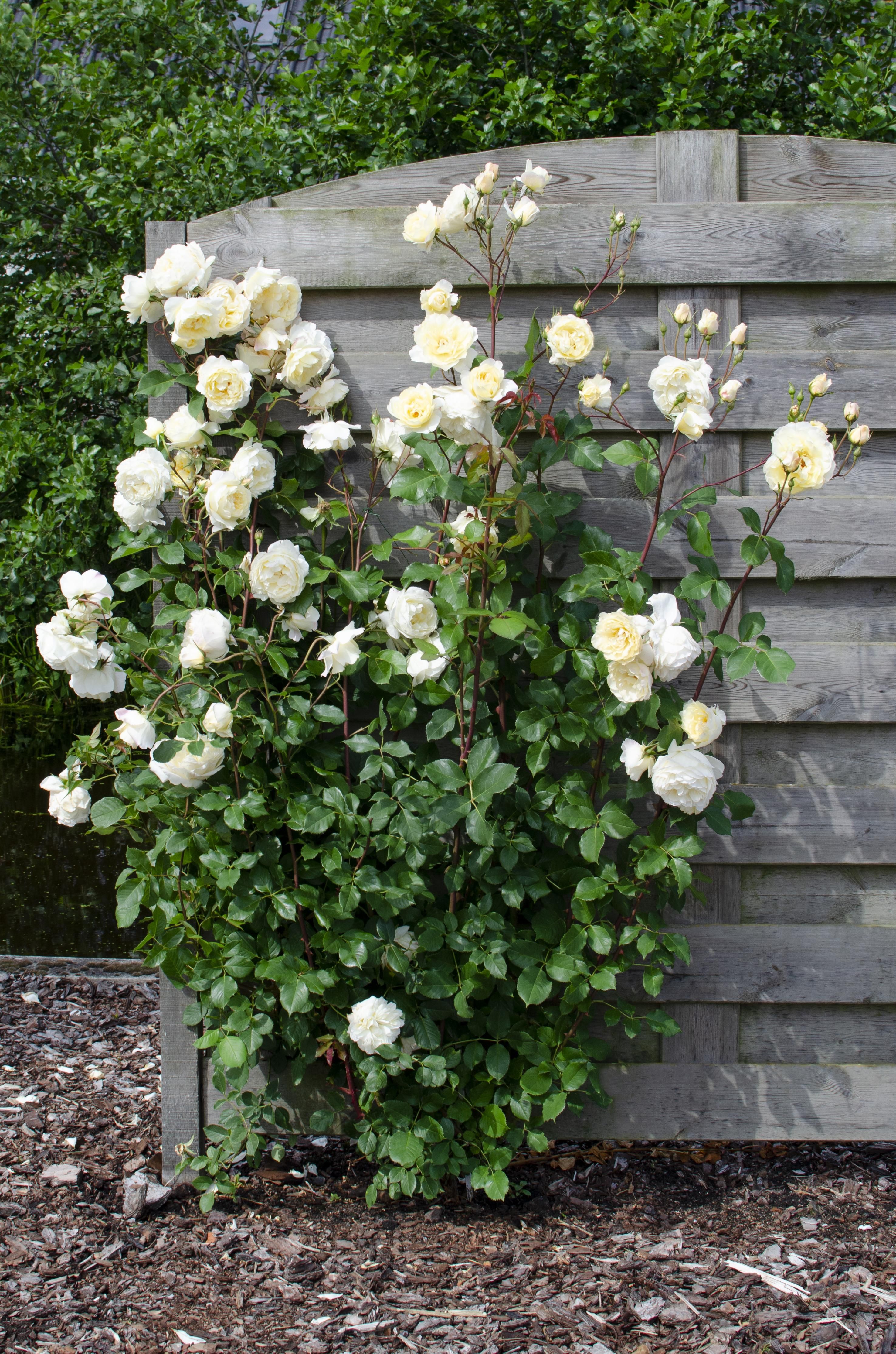 Rosa Mix Pflanzenset