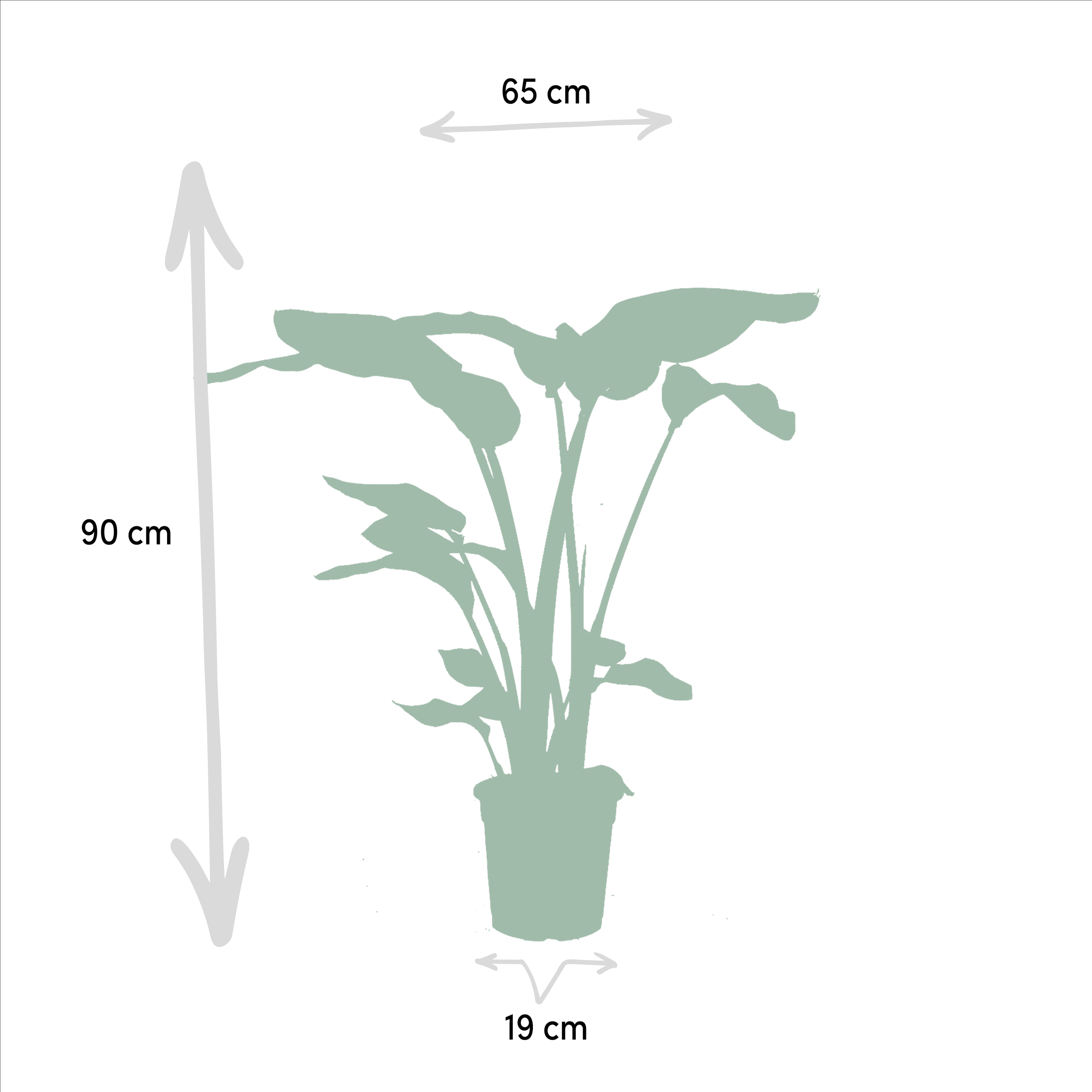 Tropisches Pflanzen-Set mit Strelitzia Nicolai und Monstera Deliciosa
