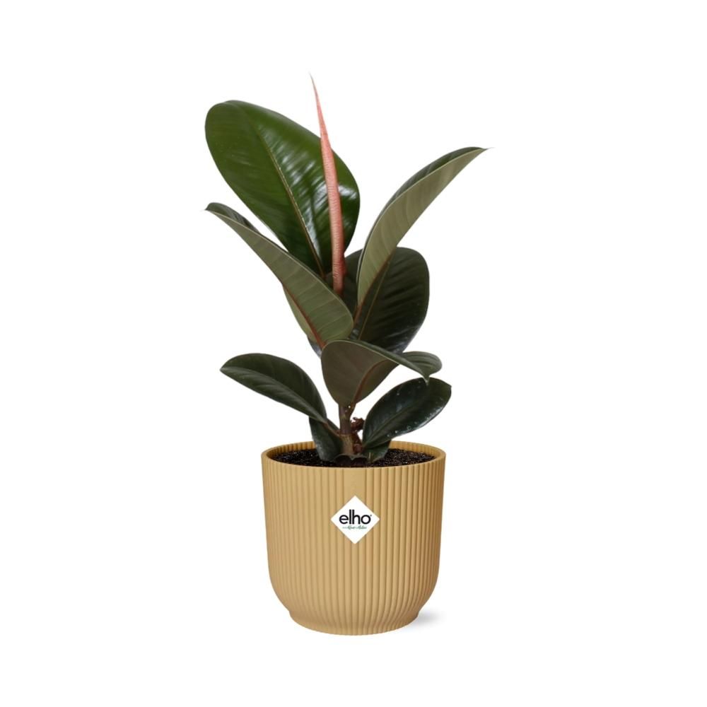 Ficus Elastica Robusta Zimmerpflanze im gelben ELHO Vibes Fold Übertopf