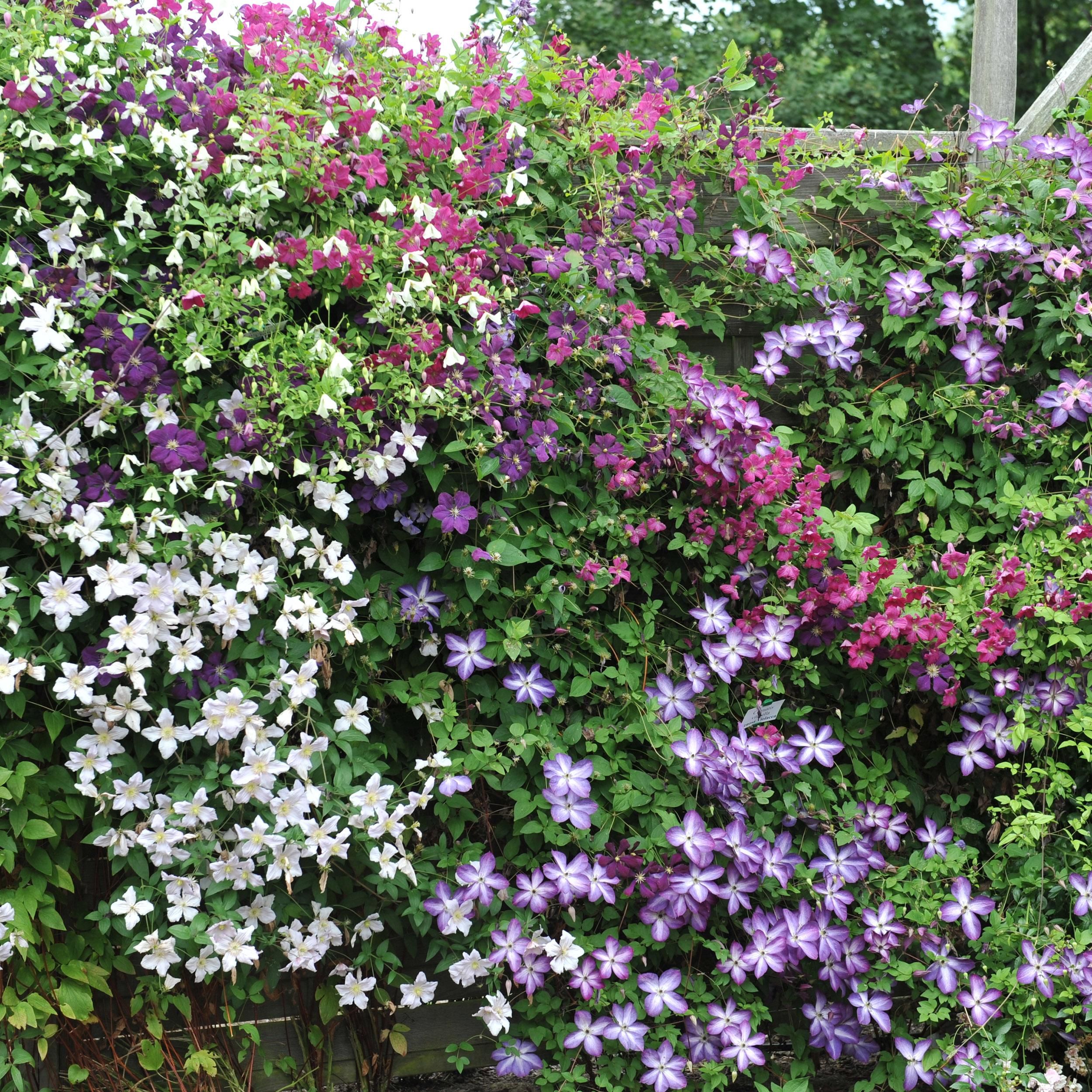 Clematis Rainbow Kletterpflanze – Rosa Weiß Lila Rot Blüte – Wenig Pflege