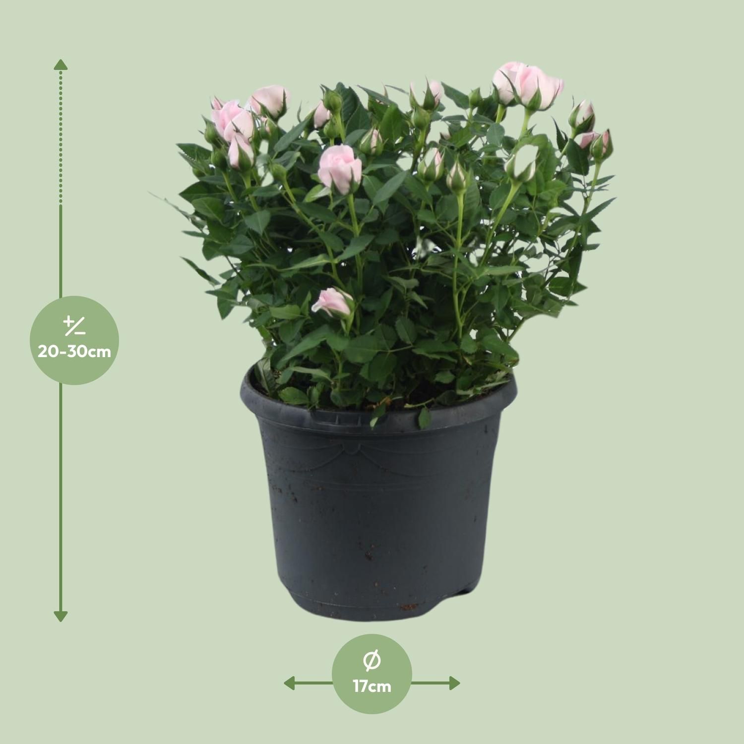 Rosa Jewel Patio Baby Topfrose
