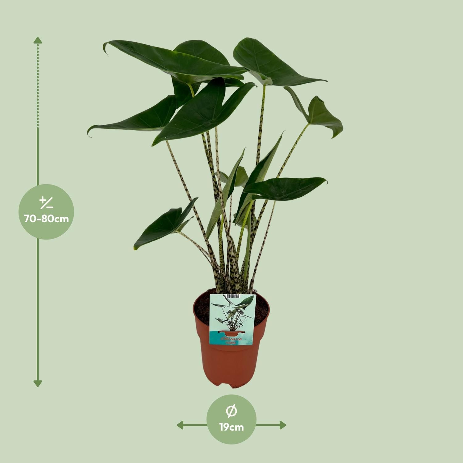 Alocasia Zebrina - Elegante Elefantenohr Pflanze