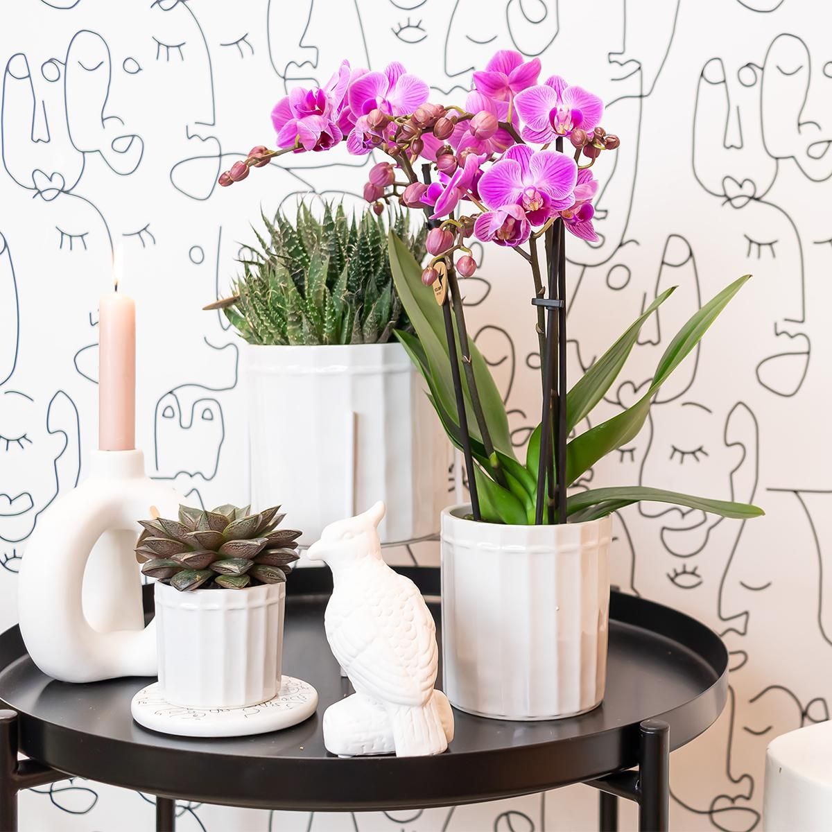 Phalaenopsis Orchidee - lila blühende Zimmerpflanze
