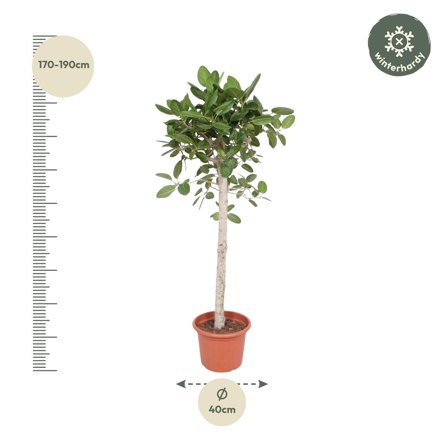 Ficus Benghalensis Zimmerpflanze