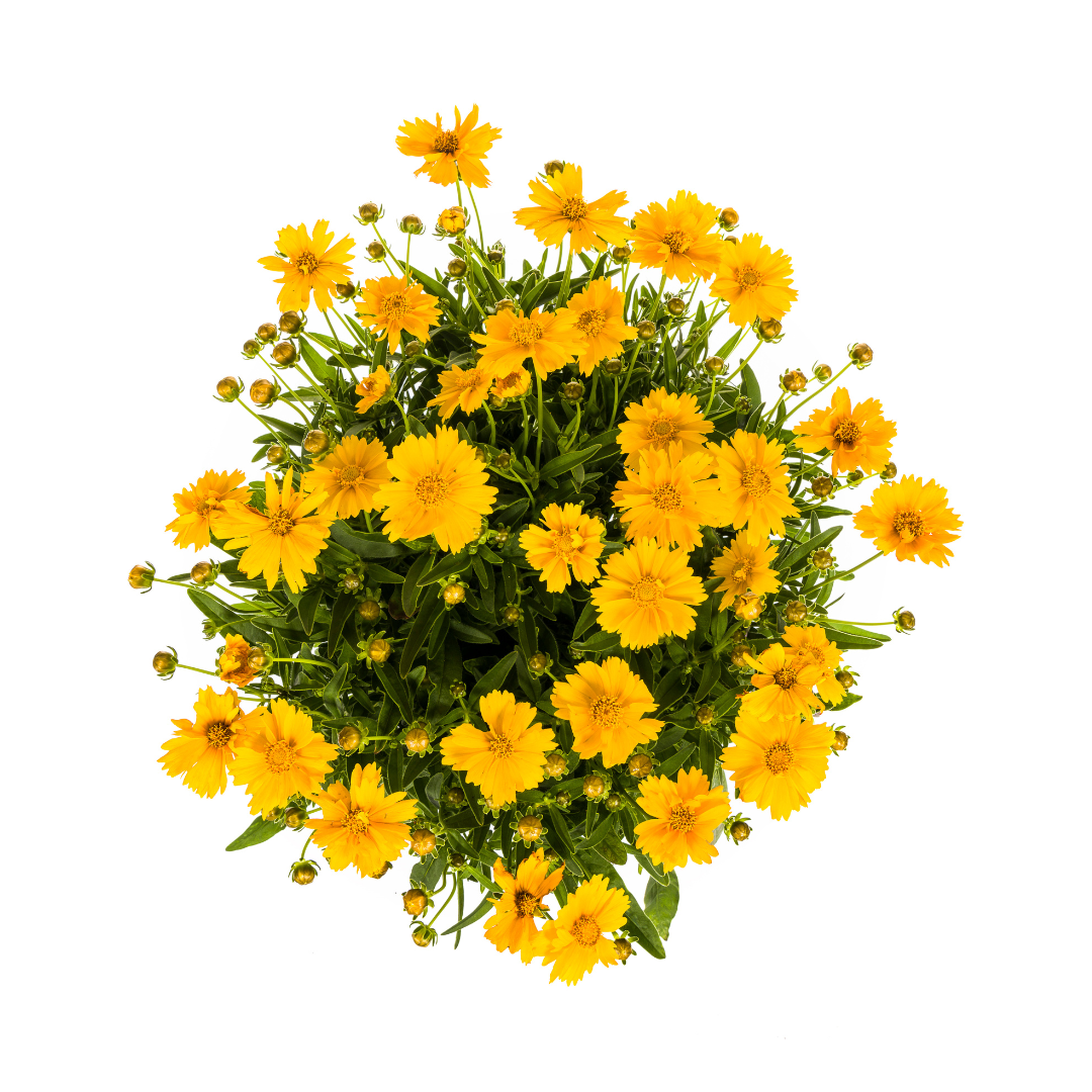 Coreopsis Grandiflora – Ø19cm Topf – 50-60cm Höhe