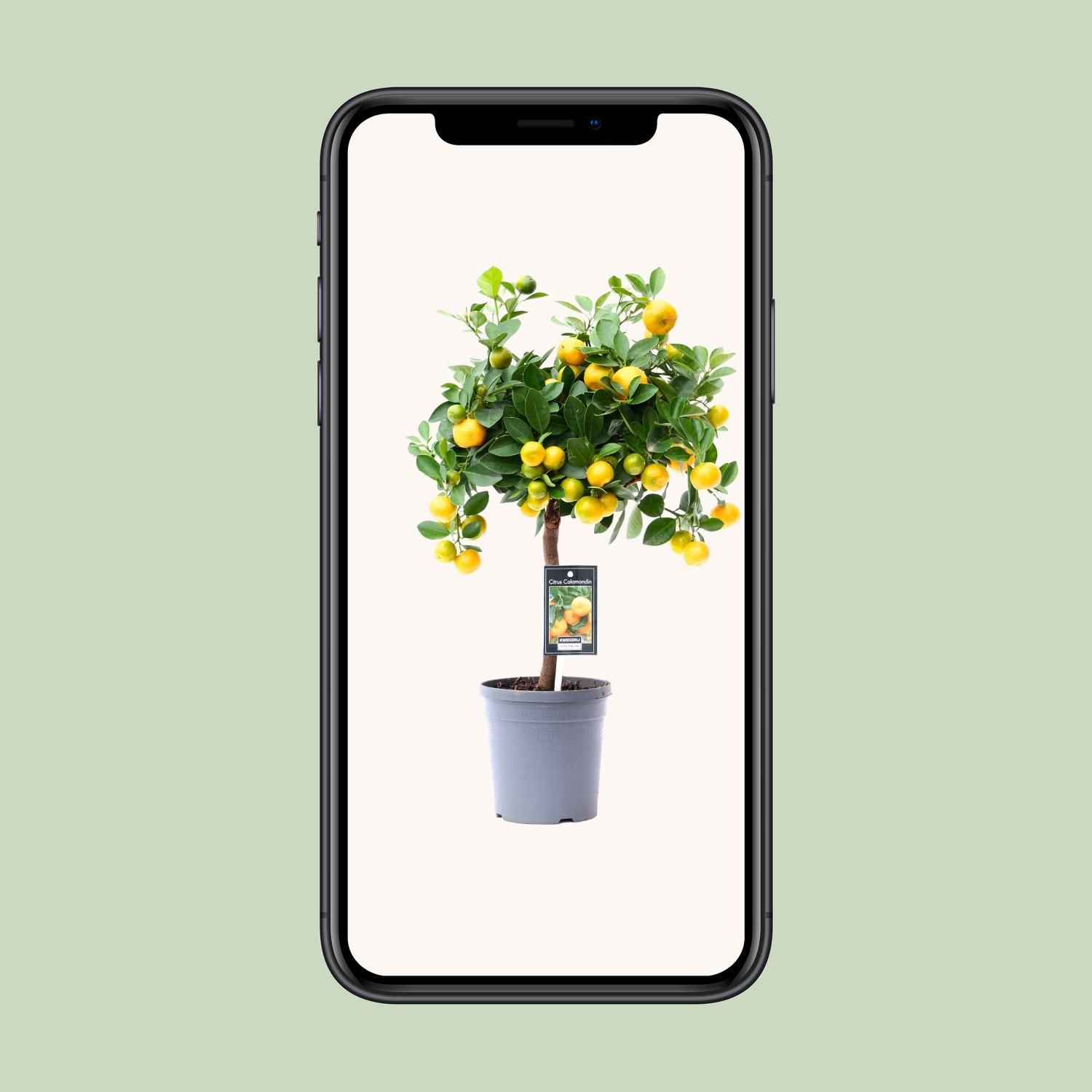 Citrus Calamondin Zitruspflanze