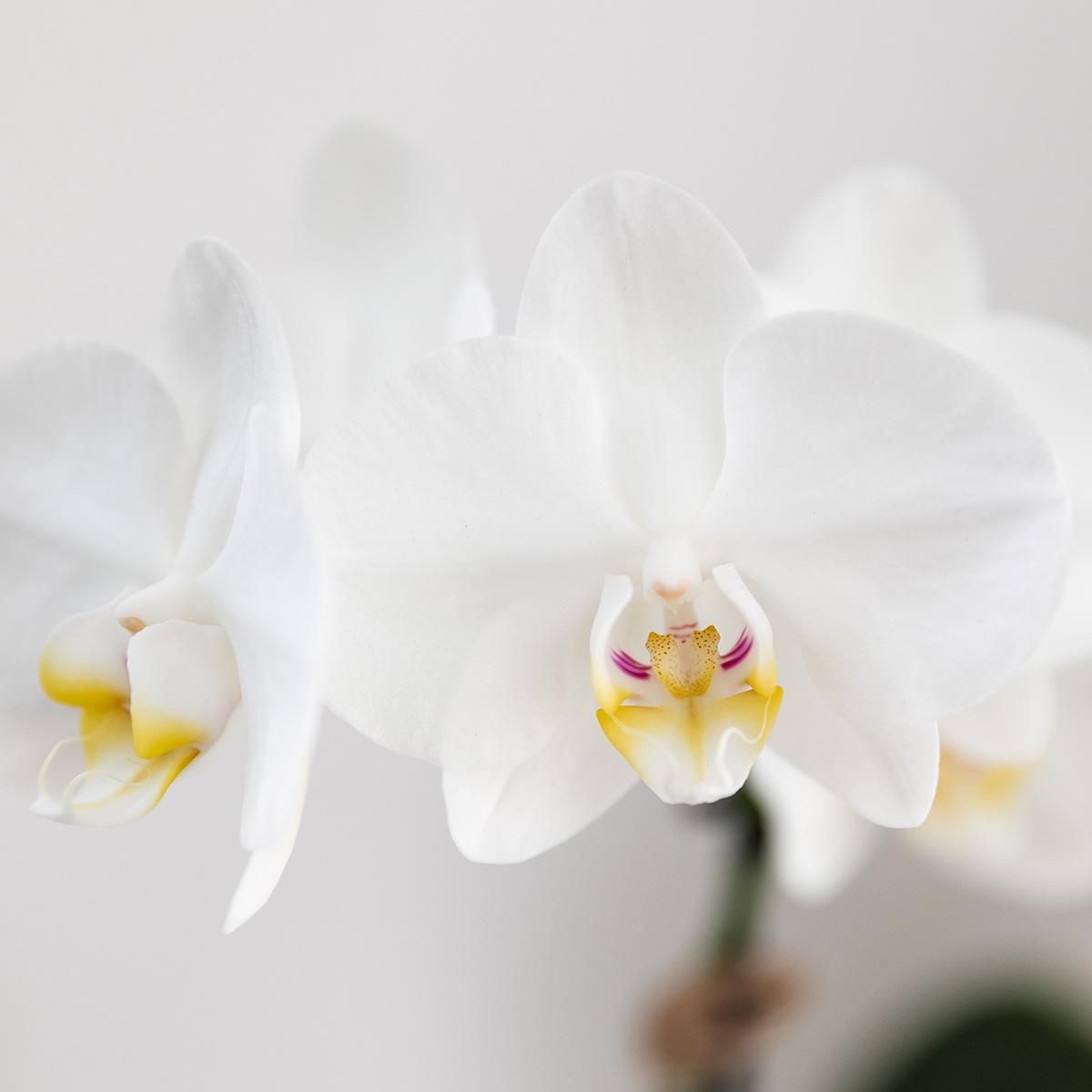 Geschenkset Untamed Nature | Grünpflanze & Weiße Phalaenopsis Orchidee | Jaguar Übertopf & Bambus Tablett