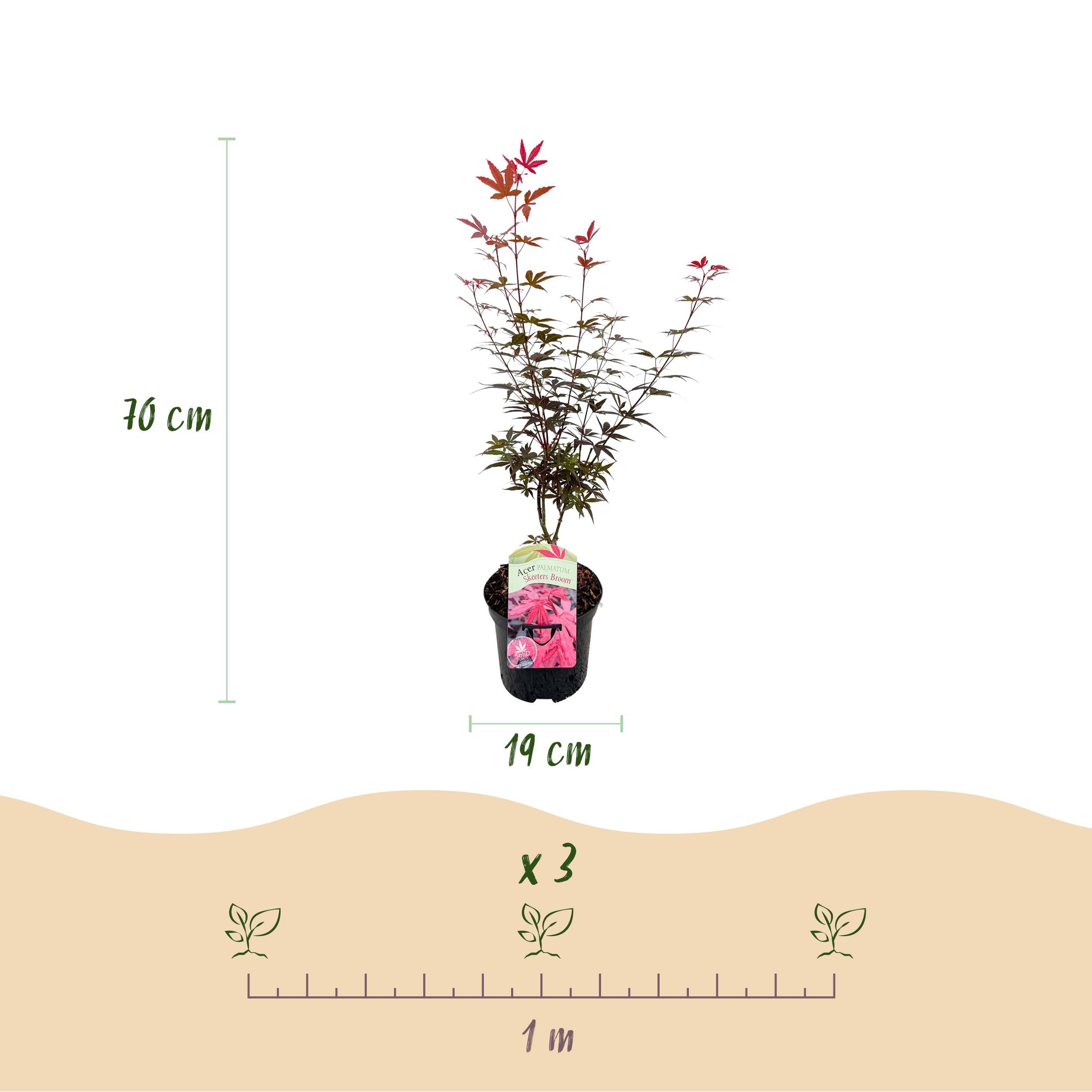 Japanischer Ahorn (Acer palmatum Skeeter's Broom) – Lila – Laubabwerfend | 2er-Set | Topf 19cm Höhe 70cm