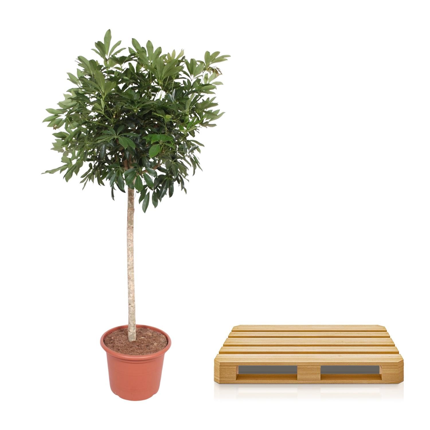 Schefflera Arboricola Kompakta Baum - 190 cm – Ø 45 cm Topfgröße